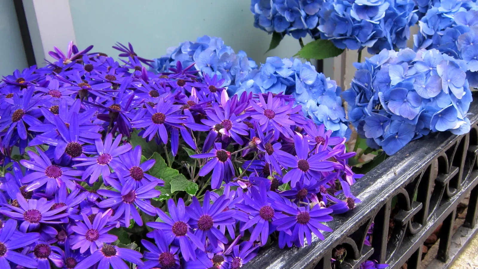Bigleaf Hydrangea (Hydrangea Macrophylla) — Bigleaf Hydrangeas prefer partial shade; which can span 4 to 12 inches across, image 107