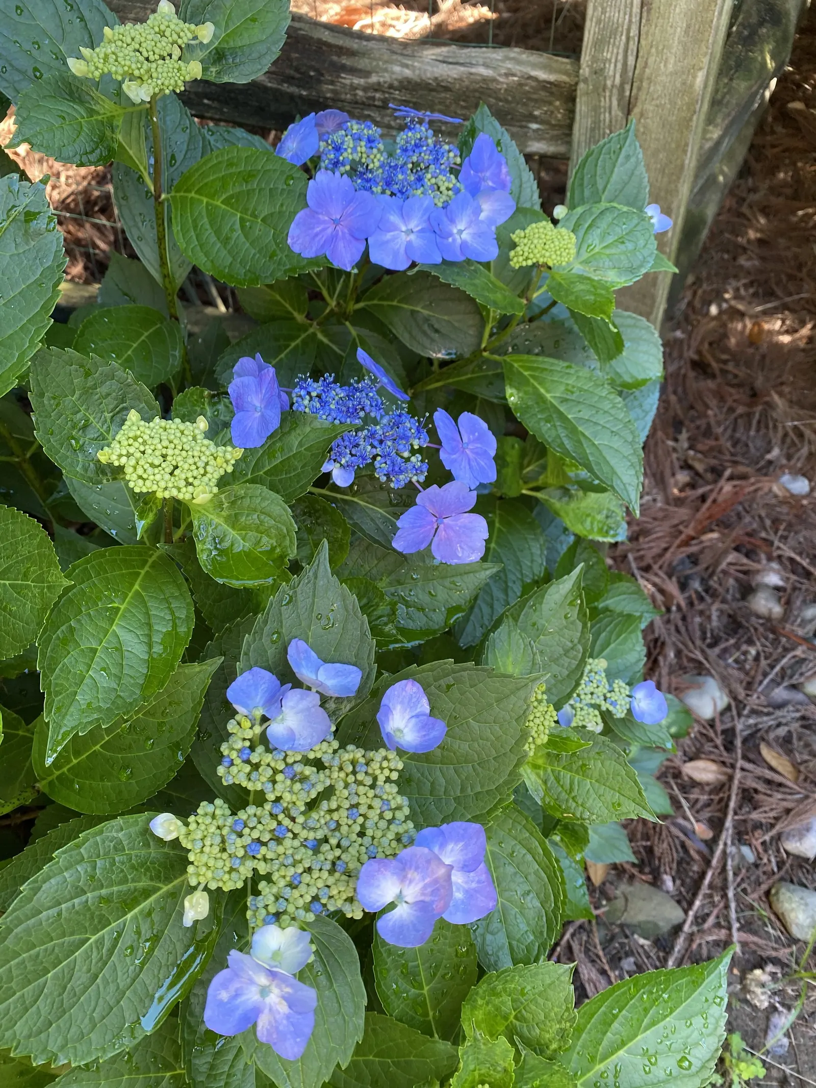 Bigleaf Hydrangea (Hydrangea Macrophylla) — shrub with blue and pink blooms; depending on the soil's pH level - acidic soils yield blue flowers, image 160
