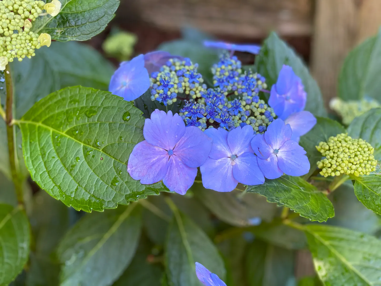 Bigleaf Hydrangea (Hydrangea Macrophylla) — with colors ranging from pink to blue depending on soil pH; these blooms appear from early summer to, image 94