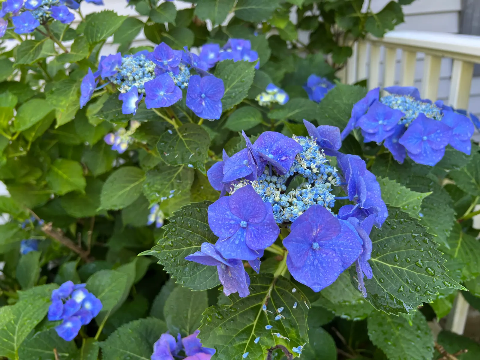 Bigleaf Hydrangea (Hydrangea Macrophylla) — The plant's hardiness zones range from 6 to 9; lush presence in garden spaces, image 156