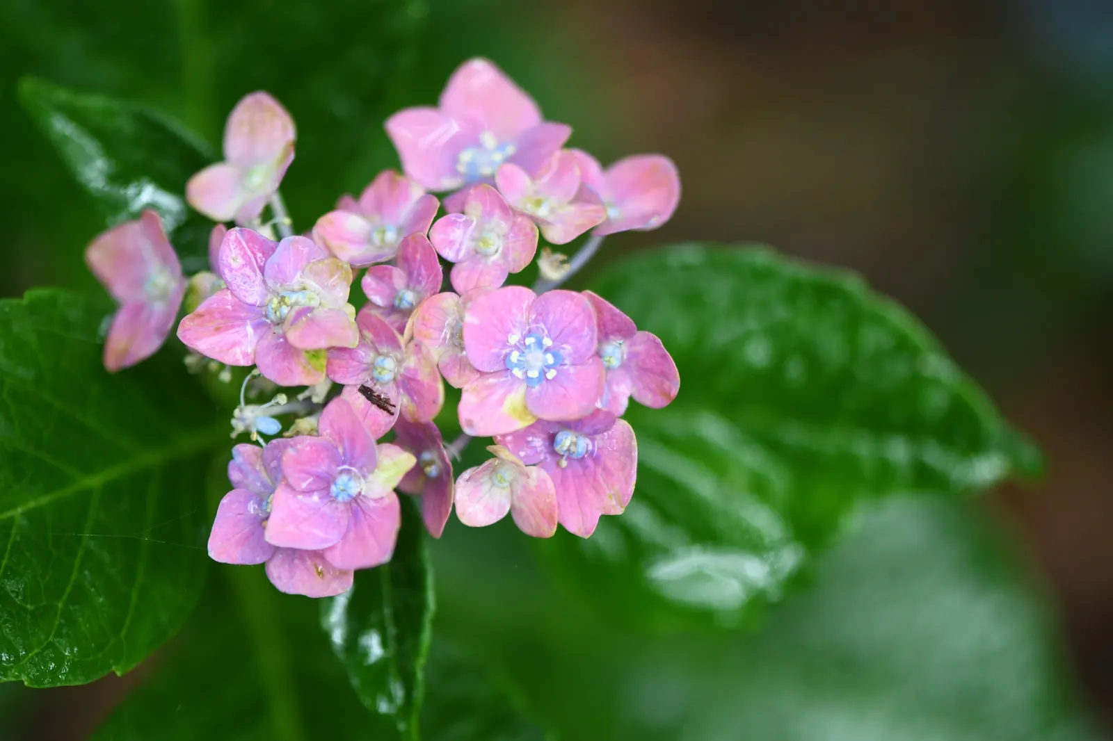 Bigleaf Hydrangea (Hydrangea Macrophylla) — Ideal for partial shade, this deciduous shrub reaches 3-6 feet in height and width