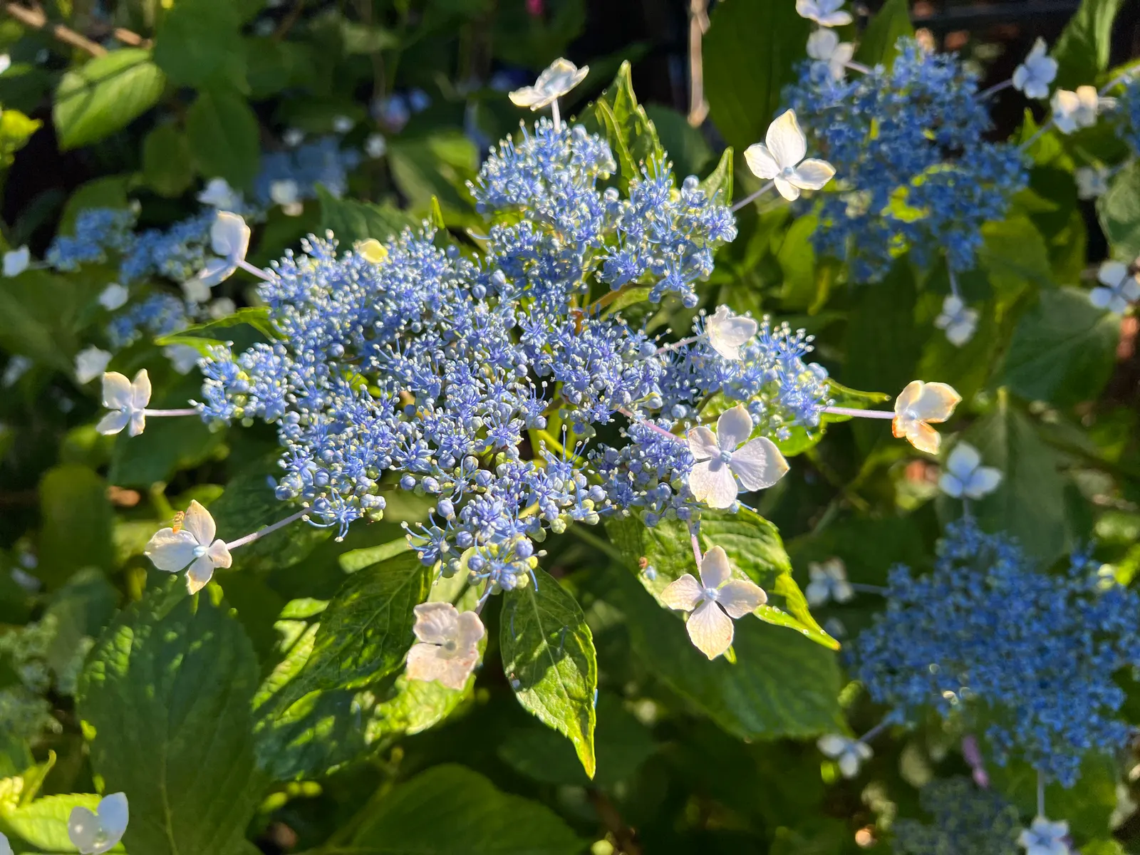 Bigleaf Hydrangea (Hydrangea Macrophylla) — making it a delightful choice for both aesthetics and conversation among garden enthusiasts; shrub with, image 89