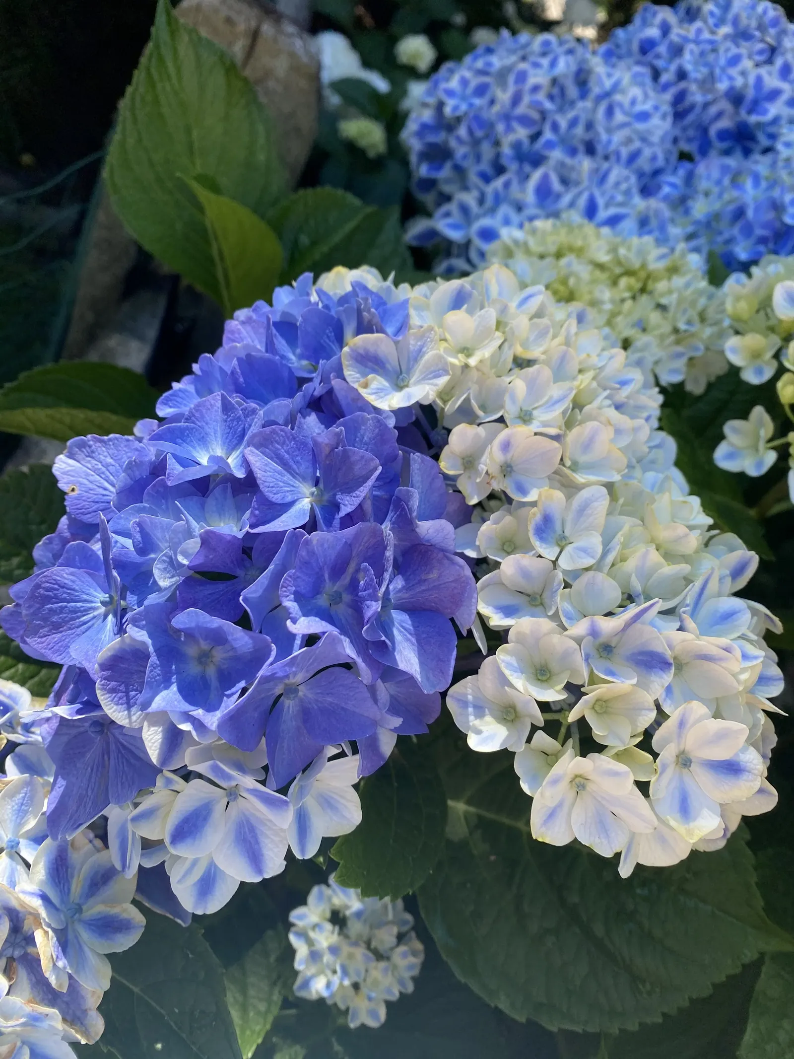 Bigleaf Hydrangea (Hydrangea Macrophylla) — Bigleaf Hydrangeas prefer partial shade; which can span 4 to 12 inches across, image 130