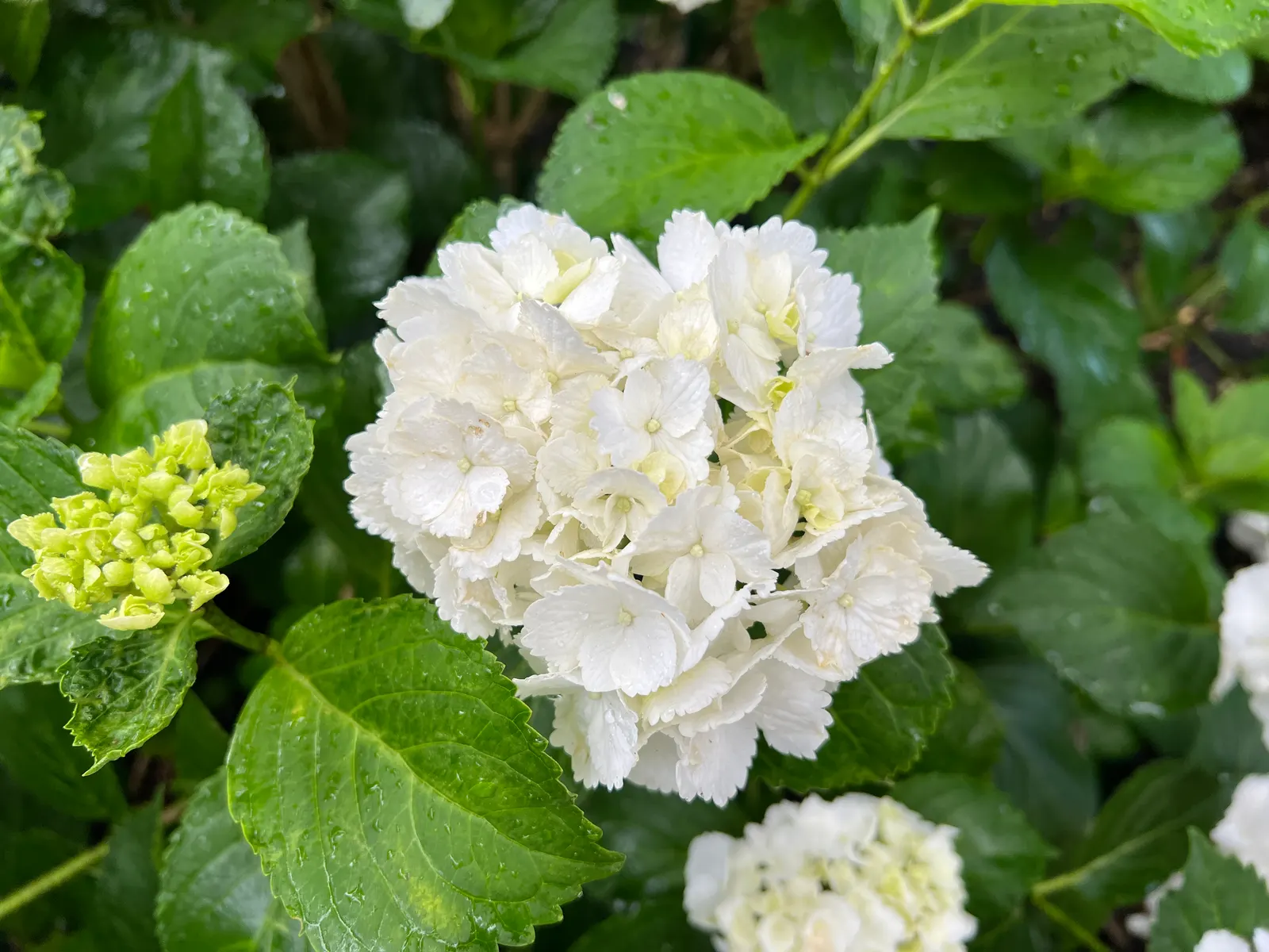 Bigleaf Hydrangea (Hydrangea Macrophylla) — lush presence in garden spaces; broad leaves that can reach up to 6 inches in length, image 100