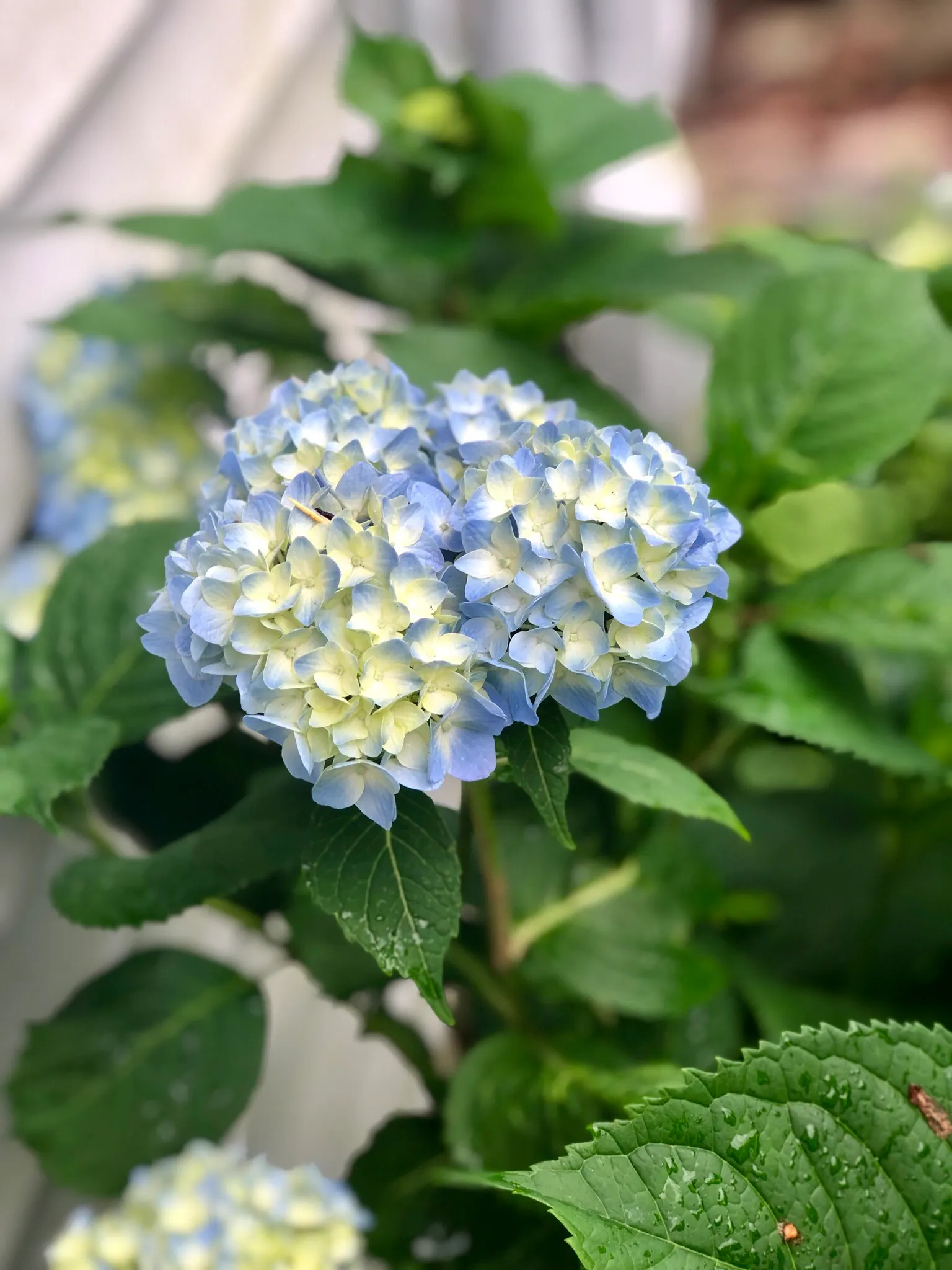 Bigleaf Hydrangea (Hydrangea Macrophylla) — which can span 4 to 12 inches across; blue and pink flowers in the garden, image 171