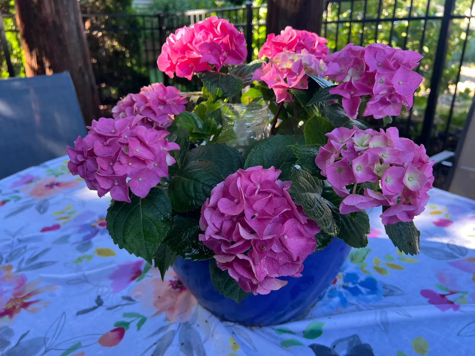 Bigleaf Hydrangea (Hydrangea Macrophylla) — showy blooms up to 12 inches across; it prefers well-drained, moist soil and thrives in USDA zones 6-9