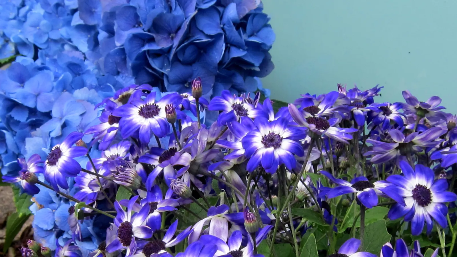 Bigleaf Hydrangea (Hydrangea Macrophylla) — They thrive in well-drained, moist soil, rich in organic matter; showy blooms up to 12 inches across, image 155