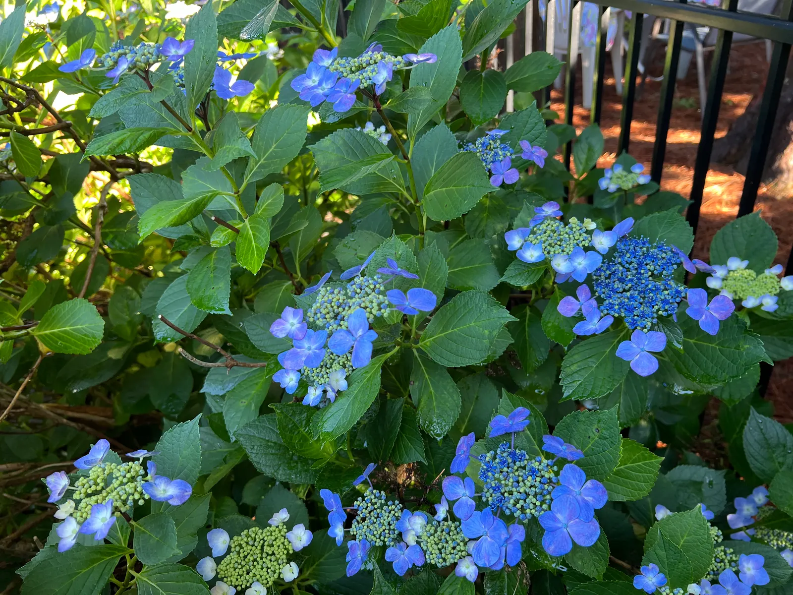 Bigleaf Hydrangea (Hydrangea Macrophylla) — blue and pink flowers in the garden; native to Japan and China, image 159