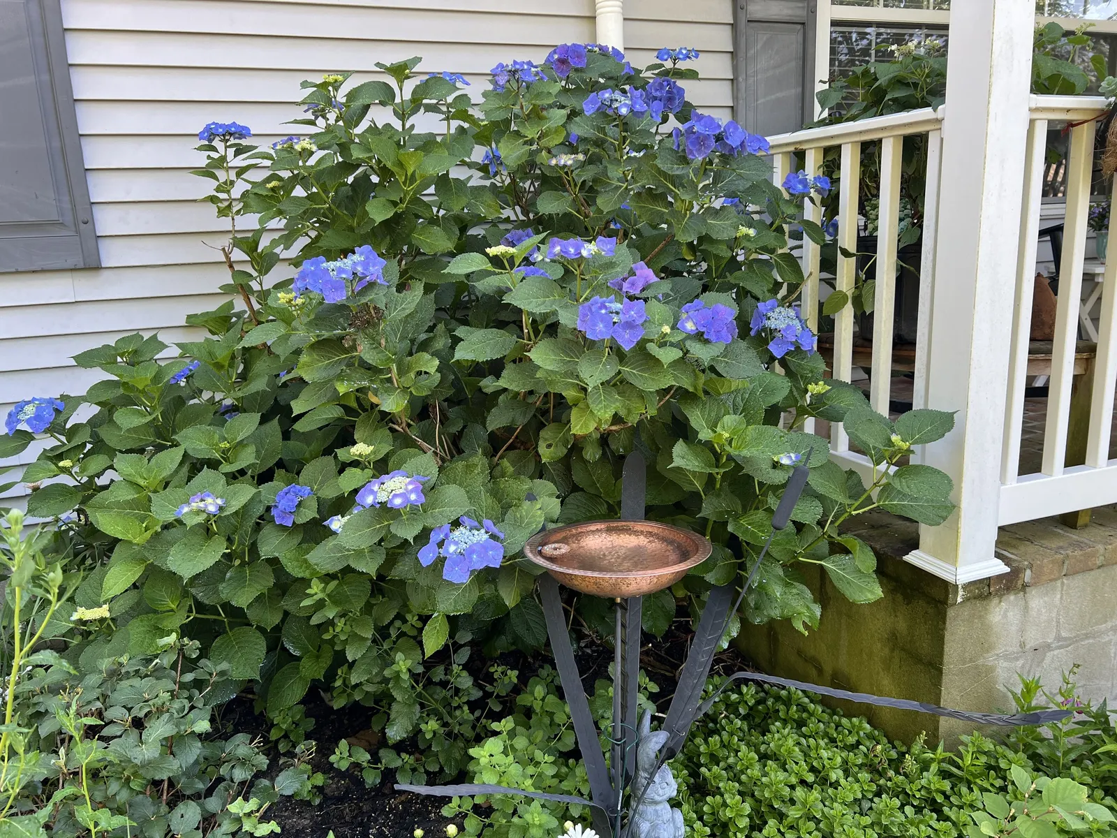 Bigleaf Hydrangea (Hydrangea Macrophylla) — native to Japan and China; although they can tolerate full sun in cooler climates if they receive, image 167