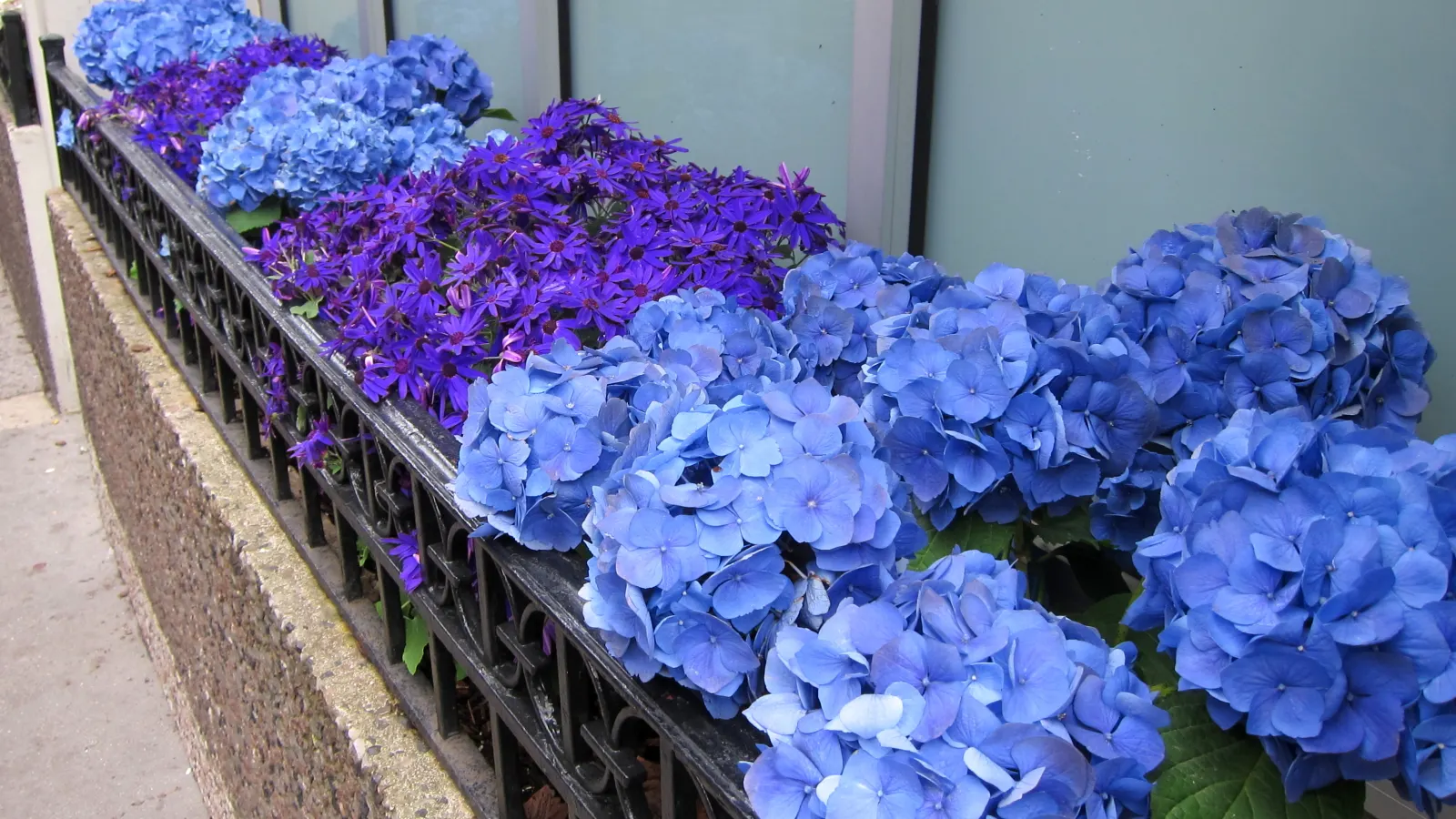 Bigleaf Hydrangea (Hydrangea Macrophylla) — shrub for half or shade