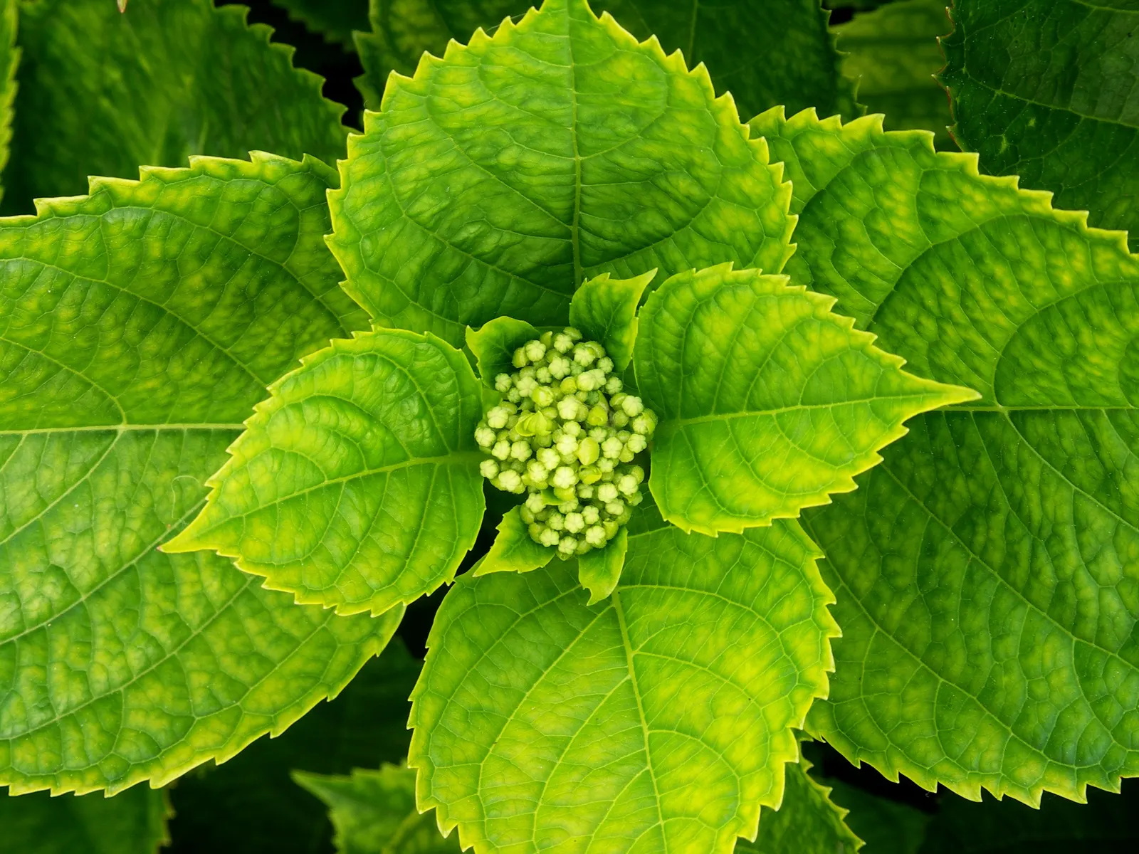 Bigleaf Hydrangea (Hydrangea Macrophylla) — native to Japan and China; although they can tolerate full sun in cooler climates if they receive, image 98