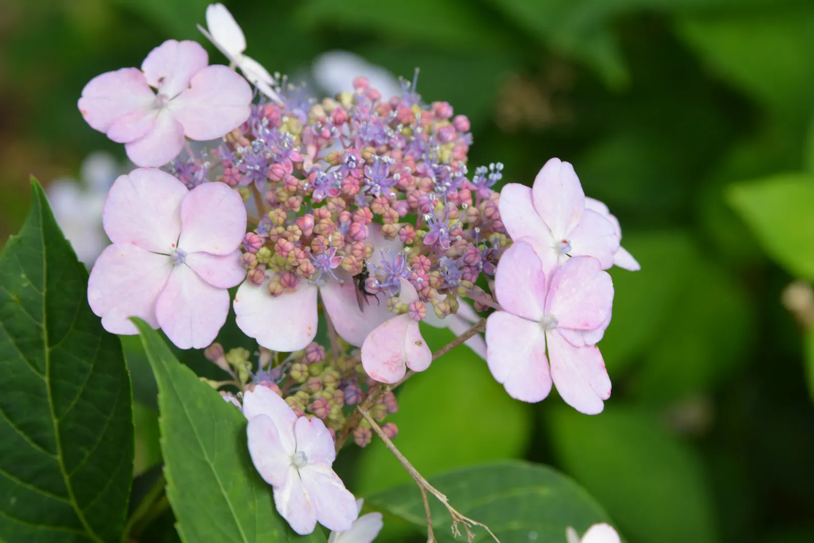 Bigleaf Hydrangea (Hydrangea Macrophylla) — blue and pink flowers in the garden; native to Japan and China, image 113