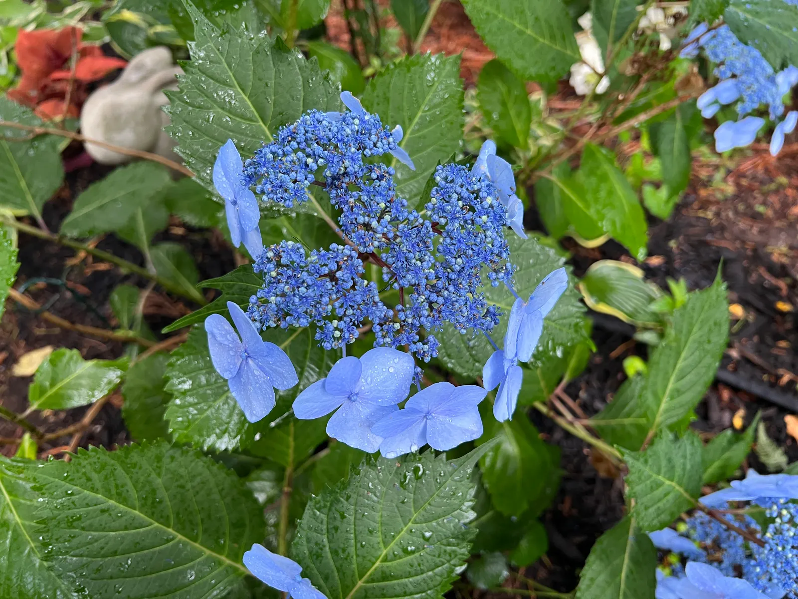 Bigleaf Hydrangea (Hydrangea Macrophylla) — blue and pink flowers in the garden; native to Japan and China