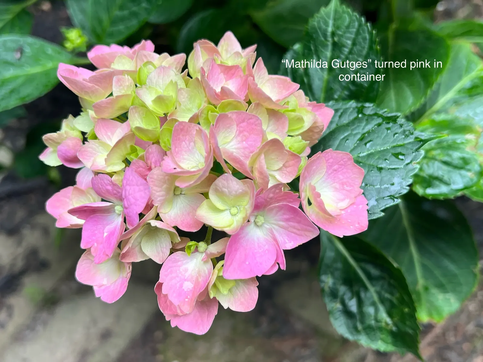 Bigleaf Hydrangea (Hydrangea Macrophylla) — Its rounded growth habit offers an ample display of large flower clusters; while alkaline conditions, image 101