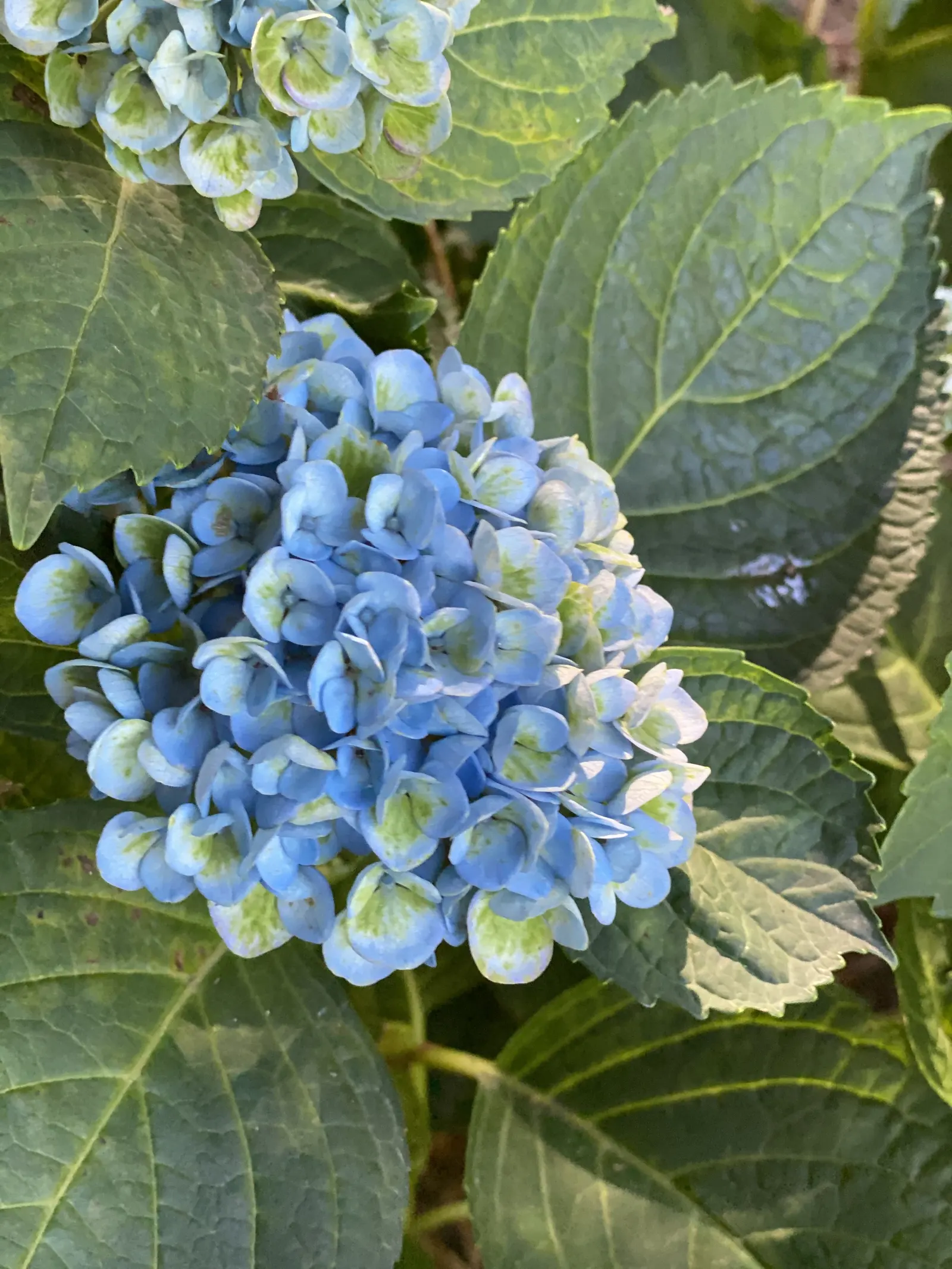 Bigleaf Hydrangea (Hydrangea Macrophylla) — which can span 4 to 12 inches across; blue and pink flowers in the garden, image 125