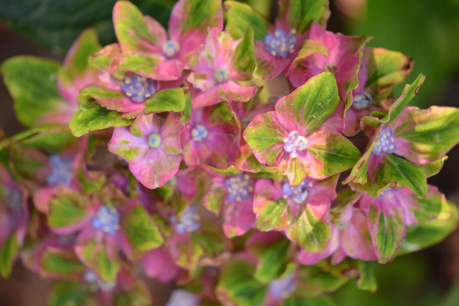 Bigleaf Hydrangea (Hydrangea Macrophylla) — It prefers well-drained, moist soil and thrives in USDA zones 6-9