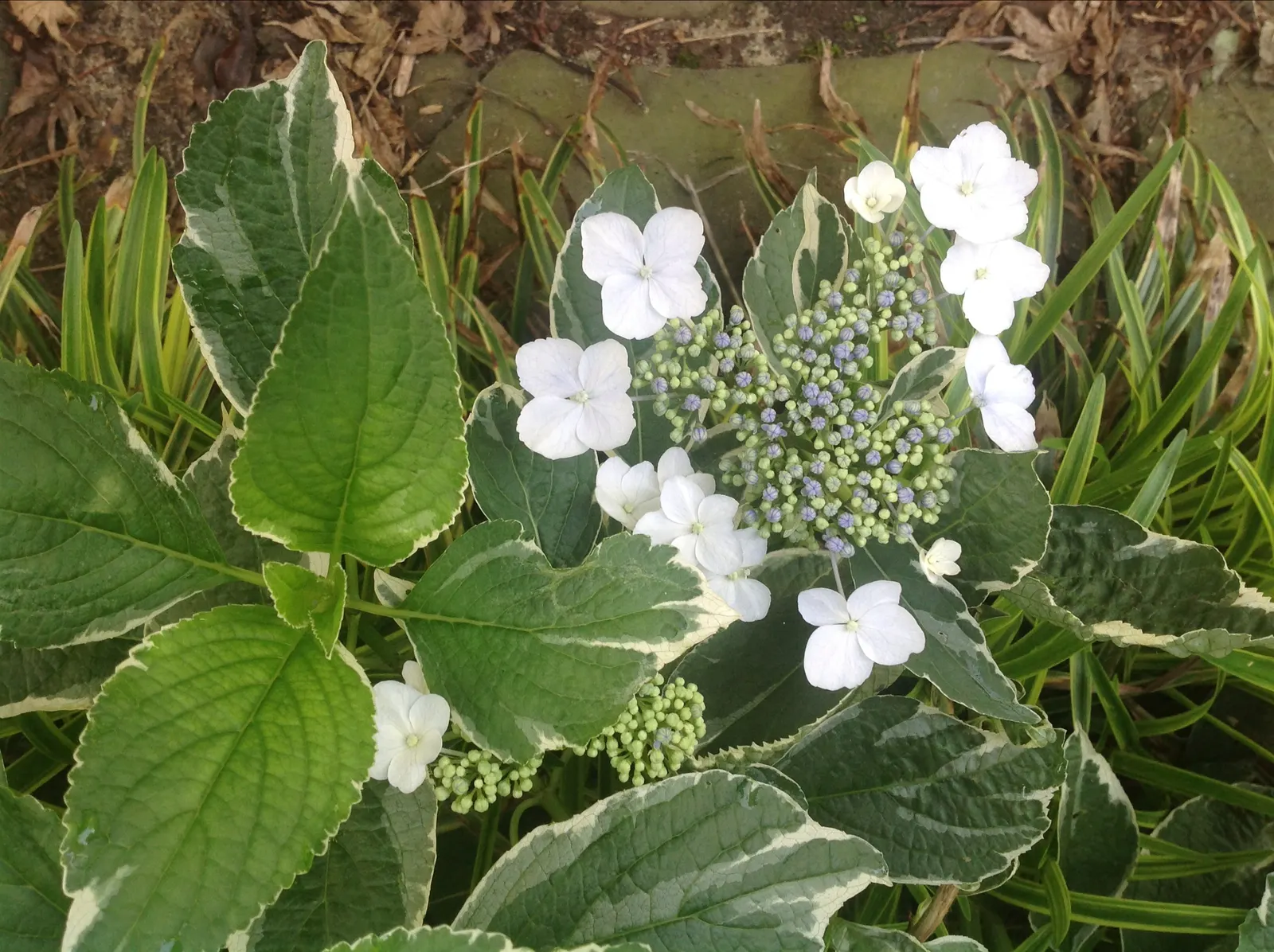 Bigleaf Hydrangea (Hydrangea Macrophylla) — They thrive in well-drained, moist soil, rich in organic matter; showy blooms up to 12 inches across, image 86