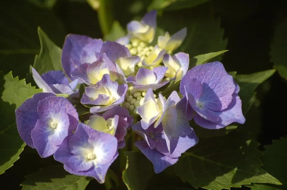 Bigleaf Hydrangea (Hydrangea Macrophylla) — They thrive in well-drained, moist soil, rich in organic matter; showy blooms up to 12 inches across, image 109