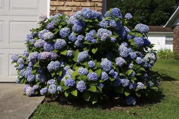 Bigleaf Hydrangea (Hydrangea Macrophylla) — These blooms appear from early summer to fall; is an enchanting flowering shrub that stands out as a, image 126
