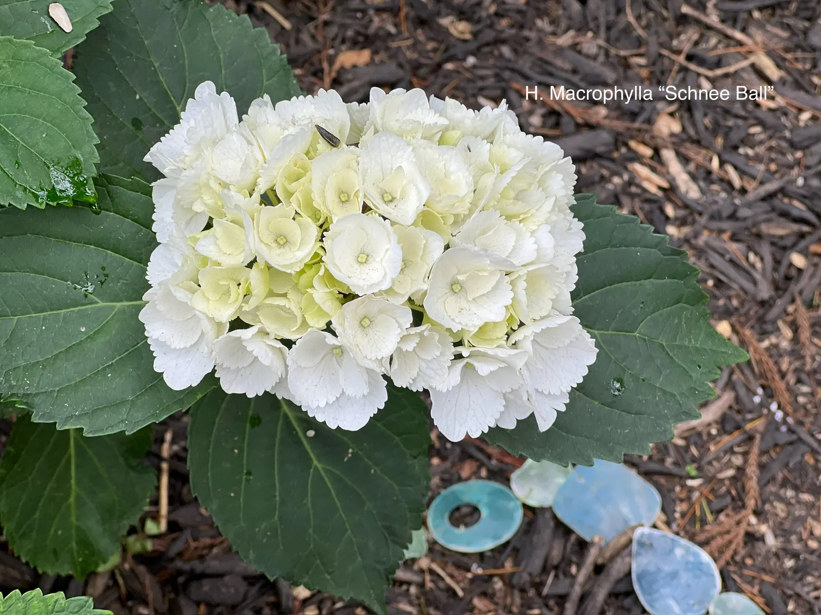 Bigleaf Hydrangea (Hydrangea Macrophylla) — and it requires moderate maintenance; bigleaf Hydrangeas prefer partial shade, image 111
