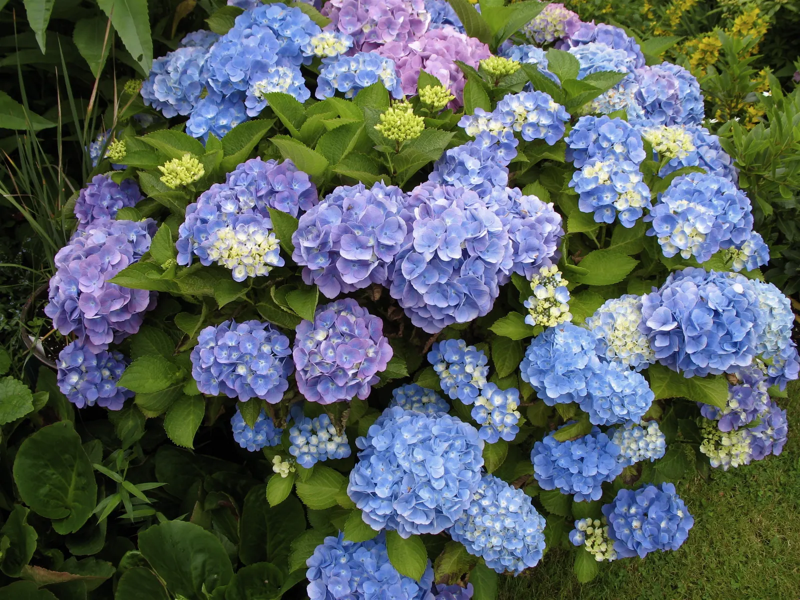 Bigleaf Hydrangea (Hydrangea Macrophylla) — showy blooms up to 12 inches across; it prefers well-drained, moist soil and thrives in USDA zones 6-9, image 47