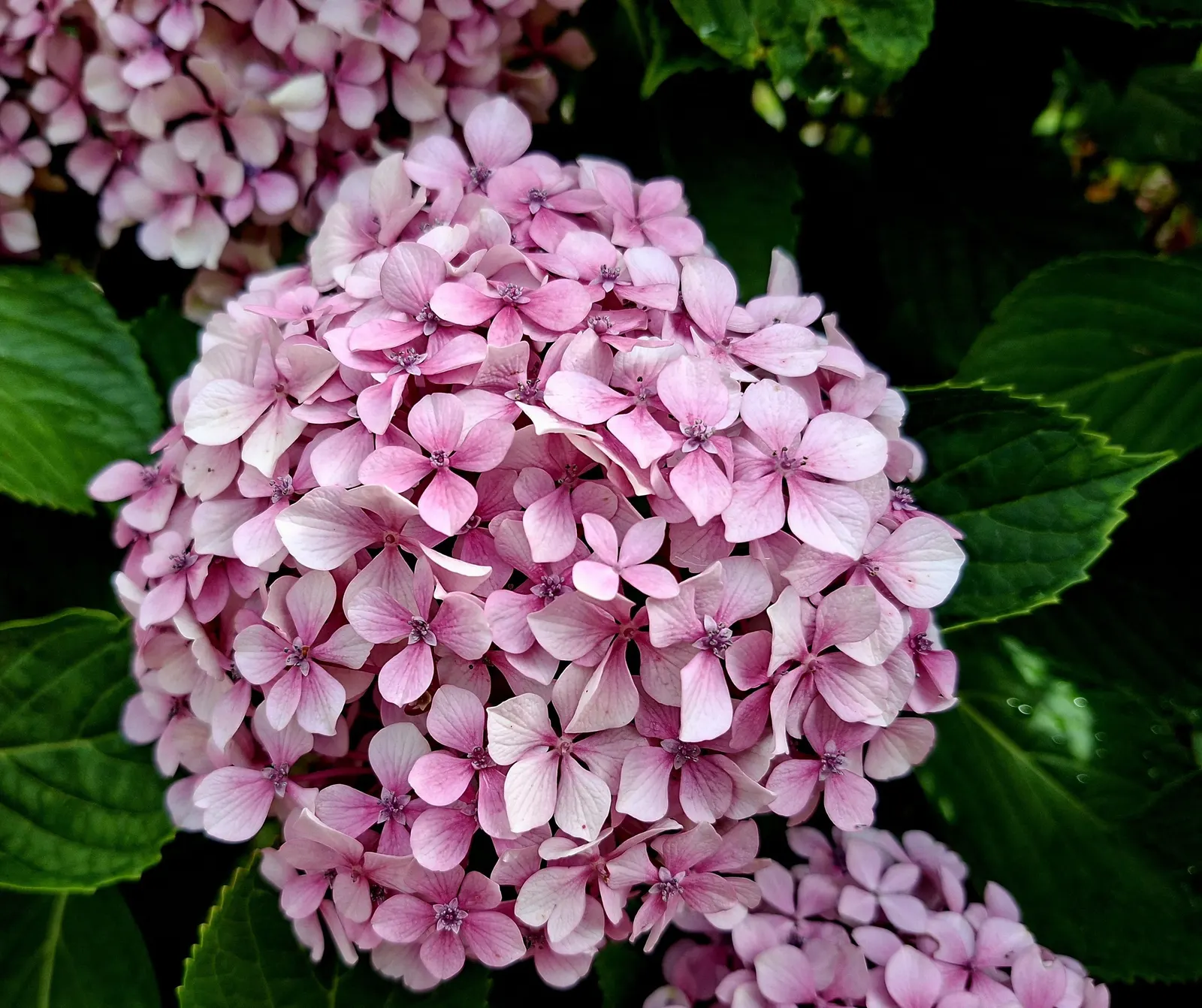 Bigleaf Hydrangea (Hydrangea Macrophylla) — Its rounded growth habit offers an ample display of large flower clusters; while alkaline conditions, image 124