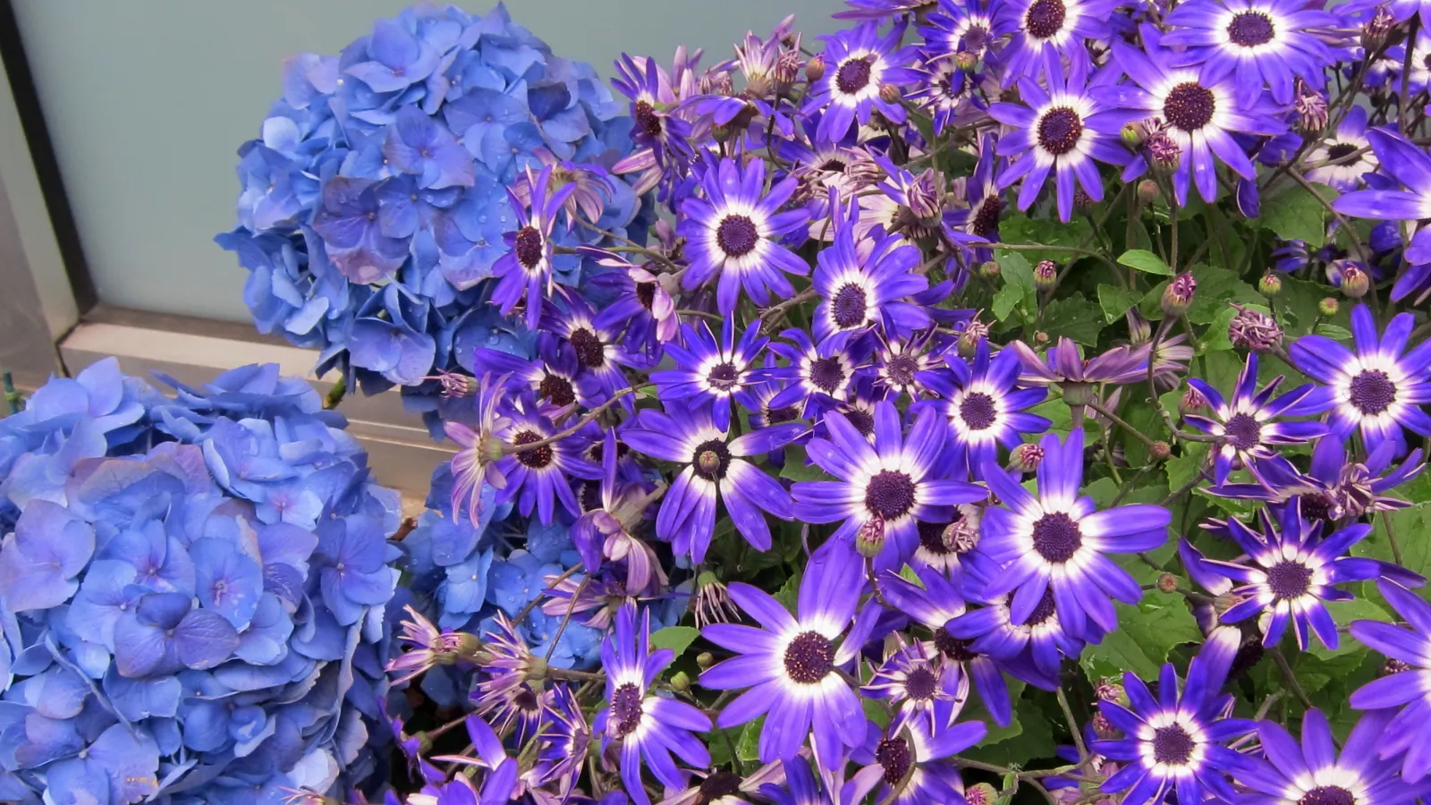 Bigleaf Hydrangea (Hydrangea Macrophylla) — and it requires moderate maintenance; bigleaf Hydrangeas prefer partial shade, image 88