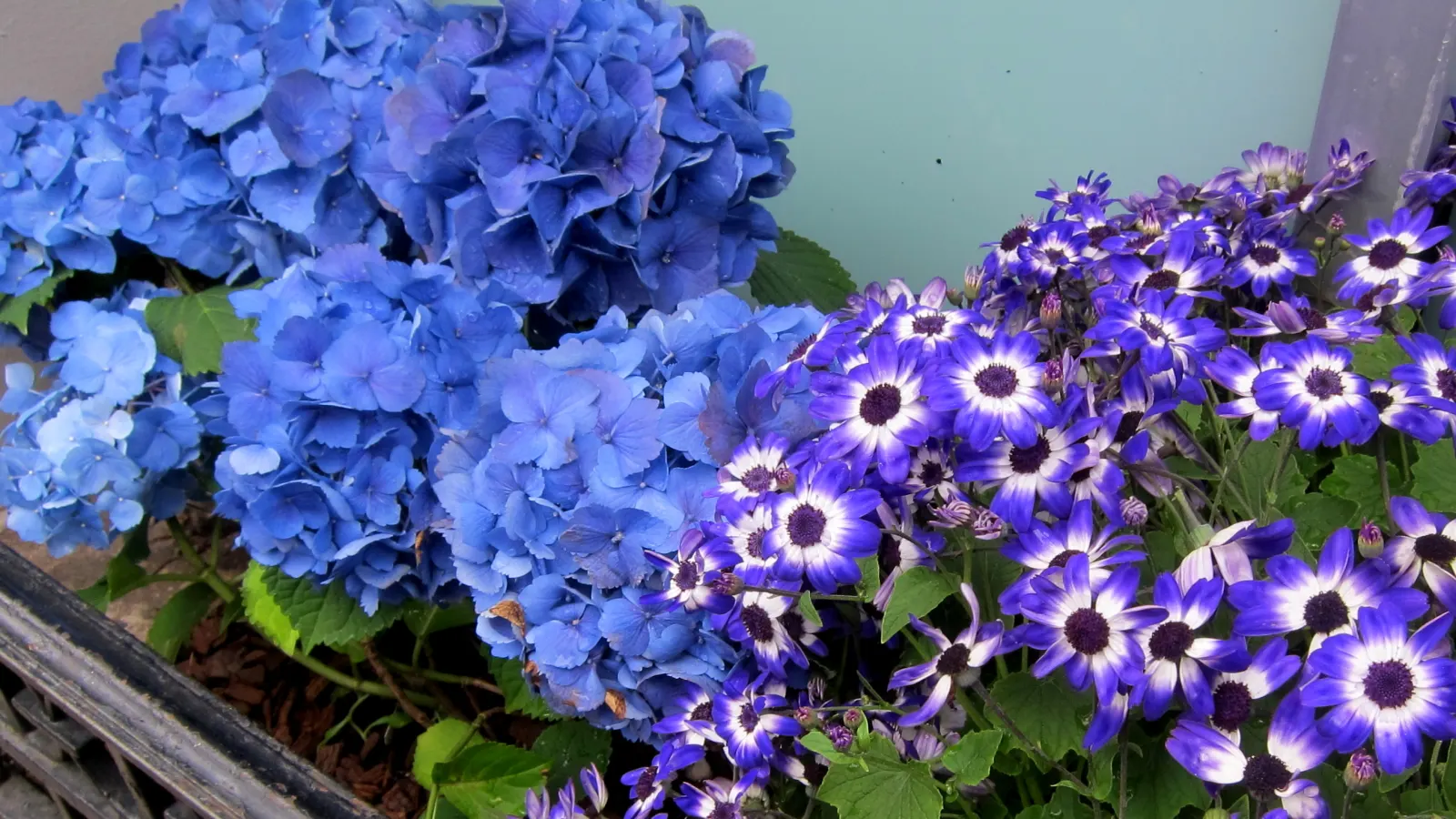 Bigleaf Hydrangea (Hydrangea Macrophylla) — shrub with blue and pink blooms; depending on the soil's pH level - acidic soils yield blue flowers