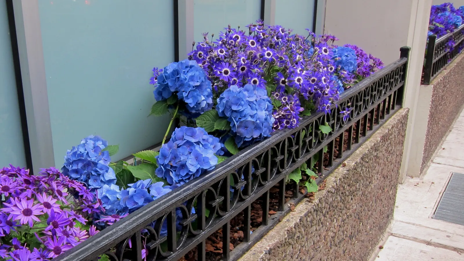 Bigleaf Hydrangea (Hydrangea Macrophylla) — The plant's hardiness zones range from 6 to 9; lush presence in garden spaces, image 64