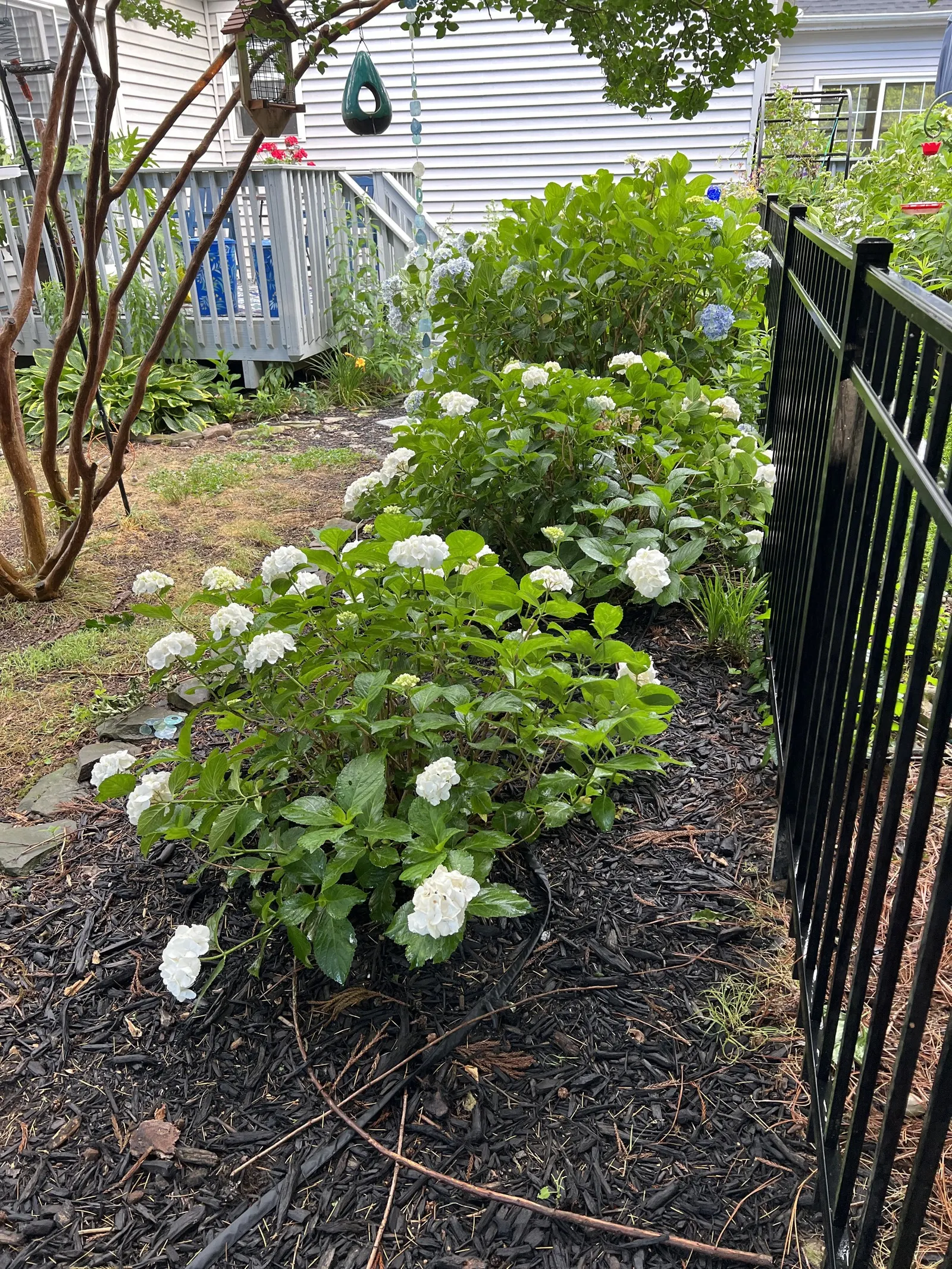 Bigleaf Hydrangea (Hydrangea Macrophylla) — is an enchanting flowering shrub that stands out as a versatile and vibrant addition to any landscape, image 143