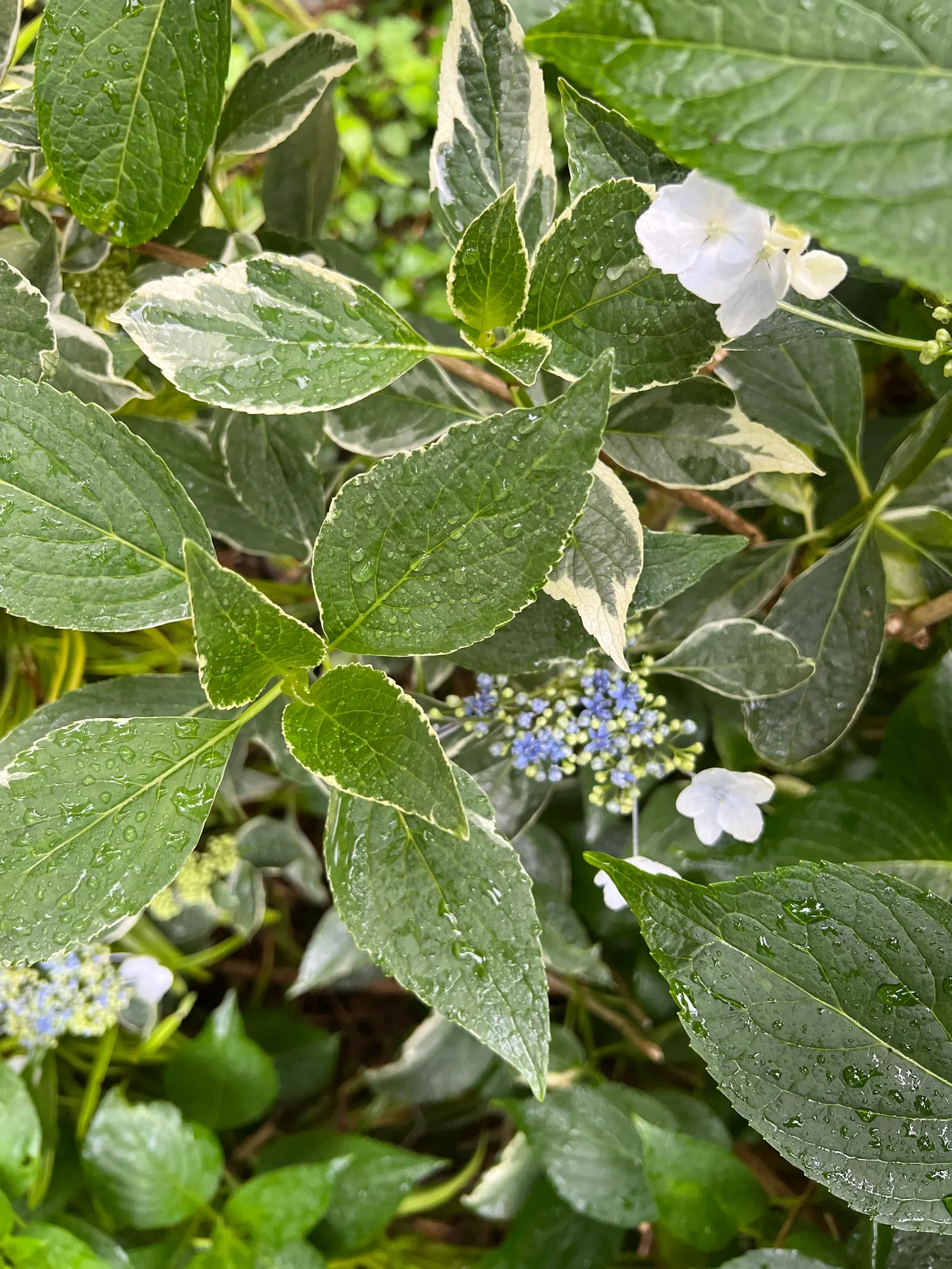 Bigleaf Hydrangea (Hydrangea Macrophylla) — The plant's hardiness zones range from 6 to 9; lush presence in garden spaces, image 87