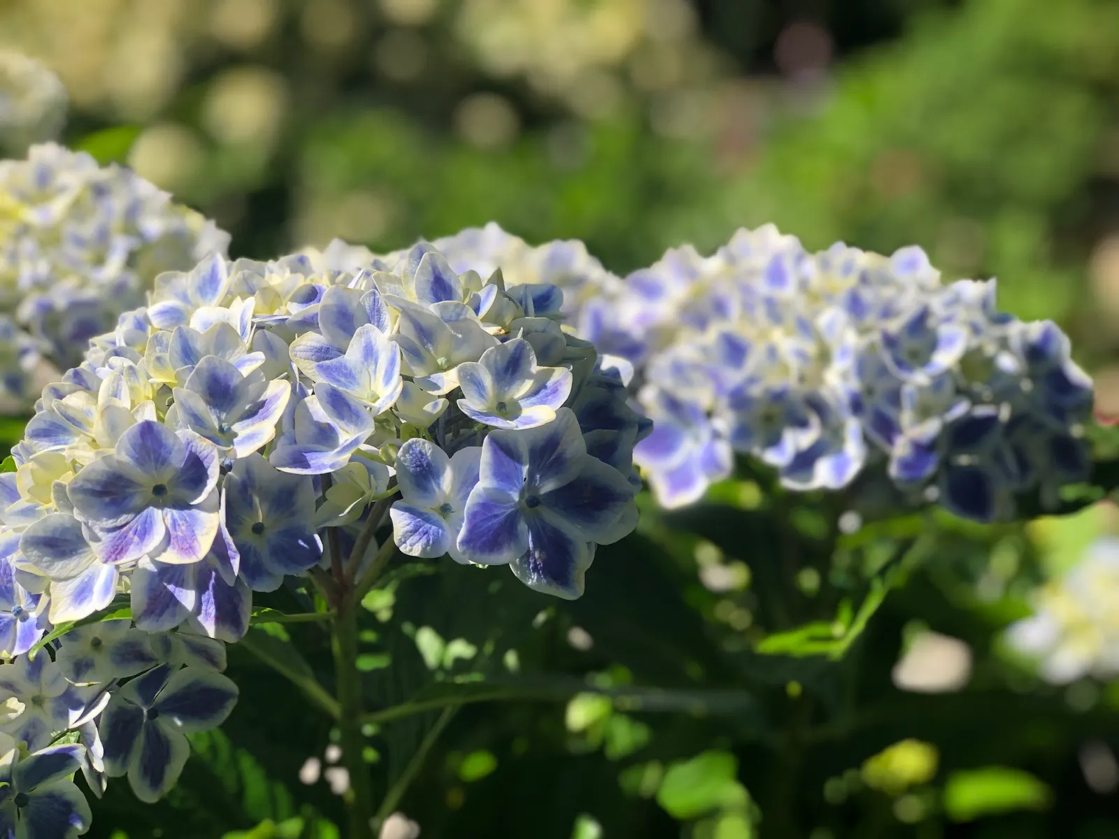 Bigleaf Hydrangea (Hydrangea Macrophylla) — displaying hues that range from deep blue to pink, image 81