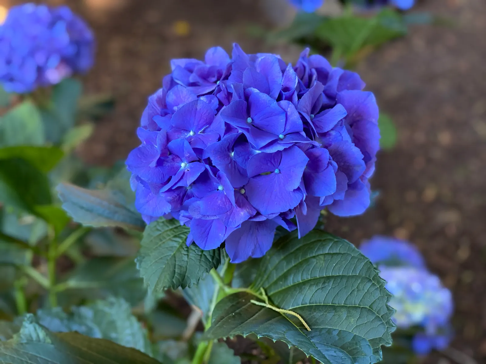 Bigleaf Hydrangea (Hydrangea Macrophylla) — displaying hues that range from deep blue to pink, image 150