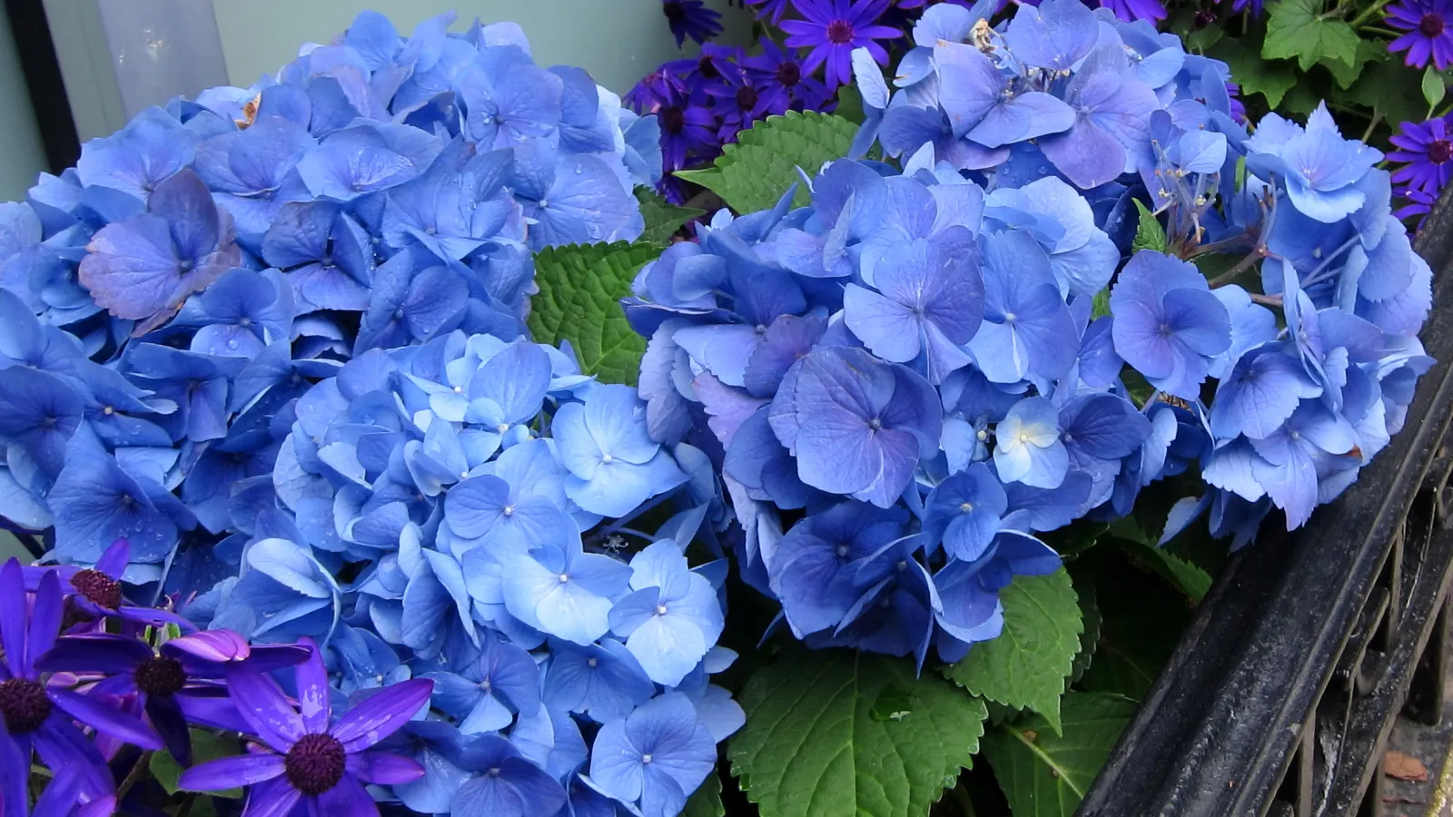 Bigleaf Hydrangea (Hydrangea Macrophylla) — displaying hues that range from deep blue to pink