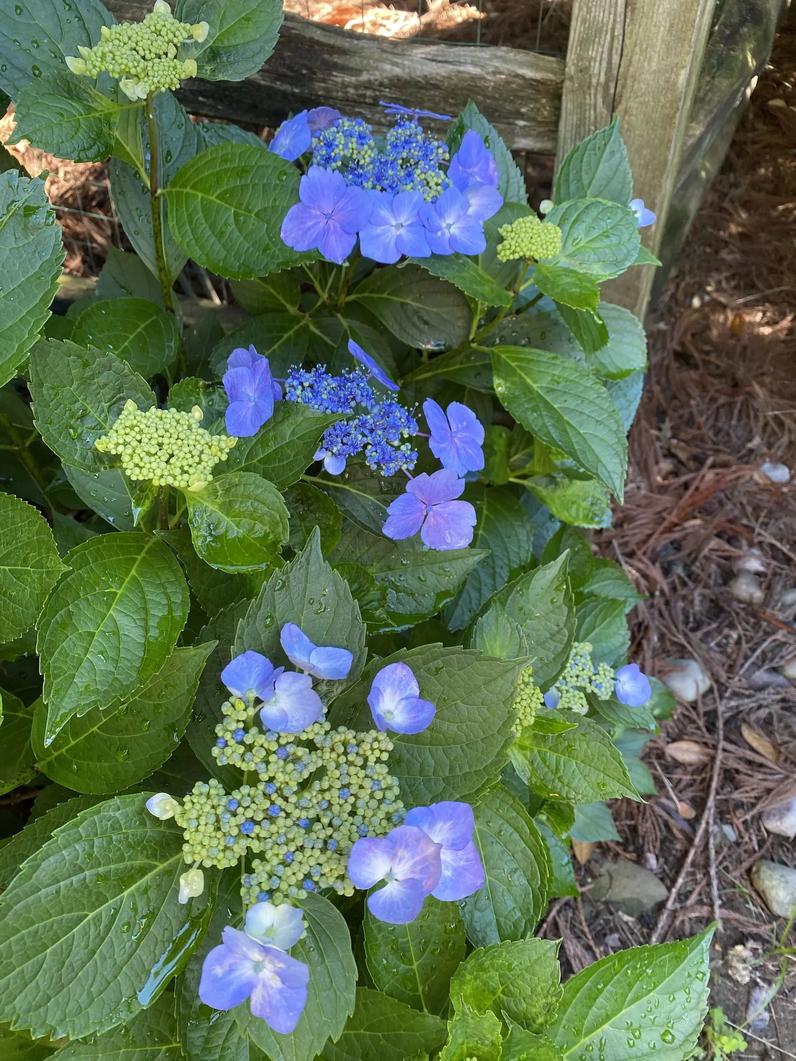Bigleaf Hydrangea (Hydrangea Macrophylla) — while alkaline conditions produce pink blooms; ideal for partial shade, this deciduous shrub reaches, image 129