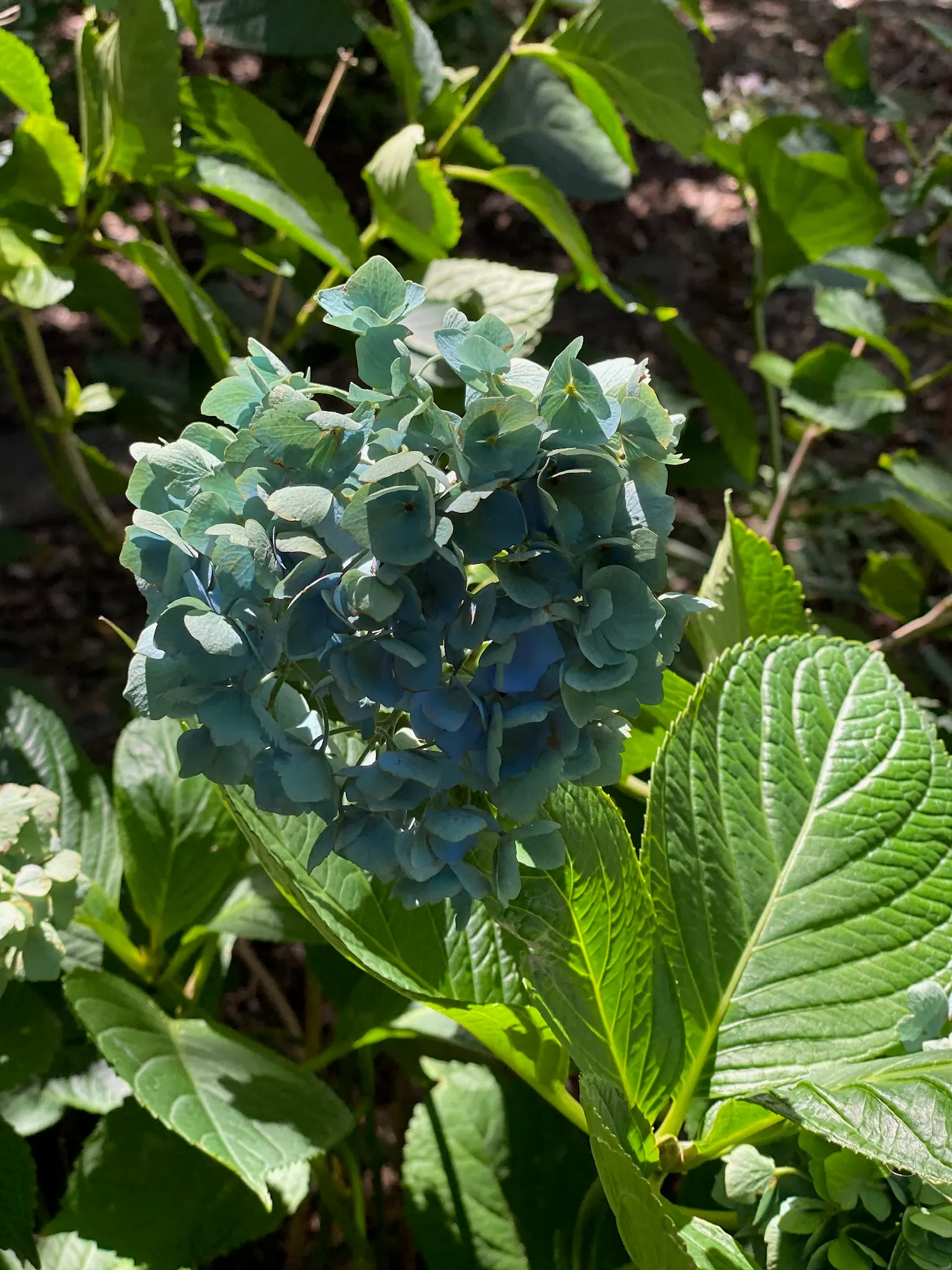 Bigleaf Hydrangea (Hydrangea Macrophylla) — They thrive in well-drained, moist soil, rich in organic matter; showy blooms up to 12 inches across, image 63