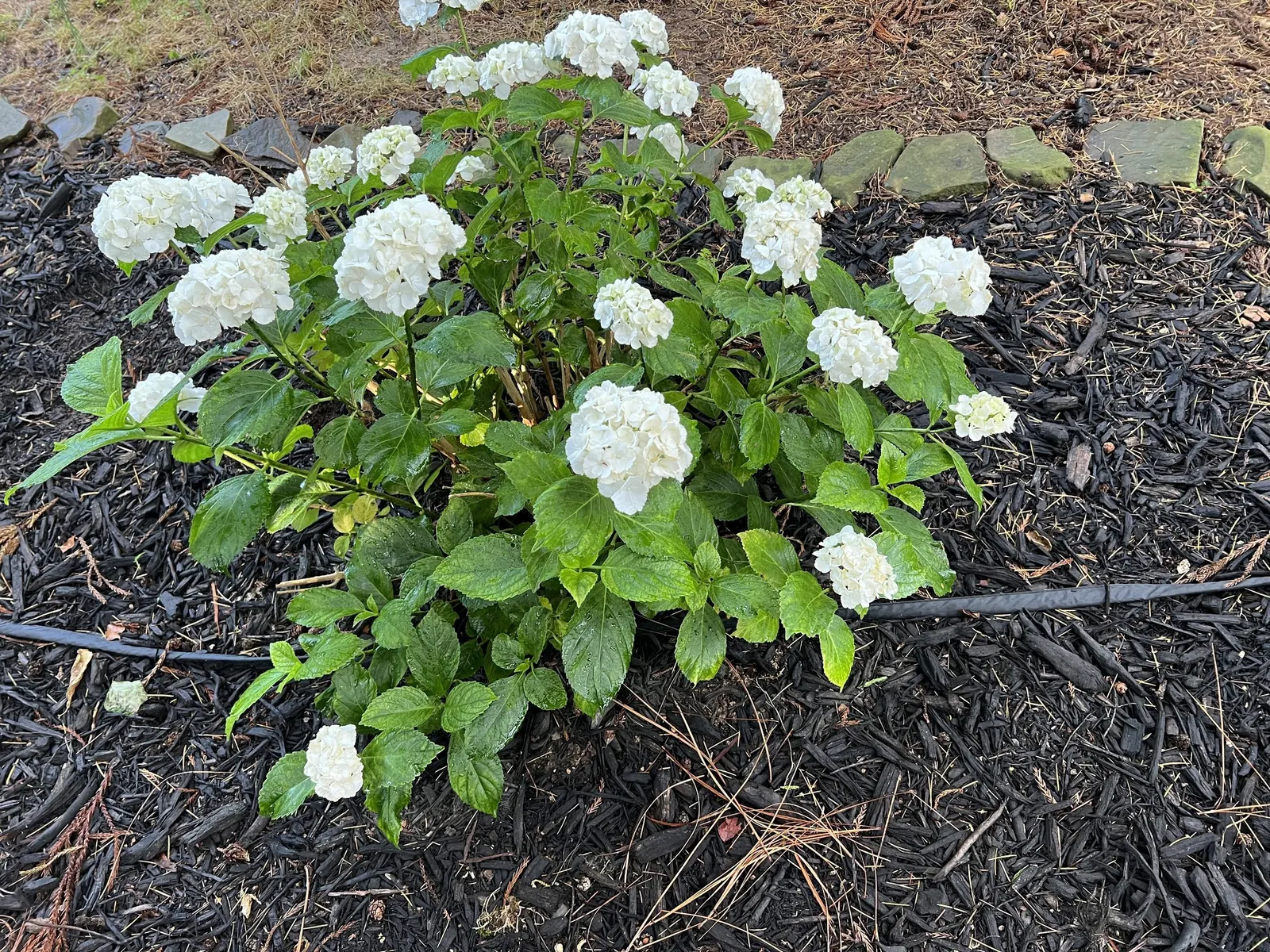 Bigleaf Hydrangea (Hydrangea Macrophylla) — broad leaves that can reach up to 6 inches in length