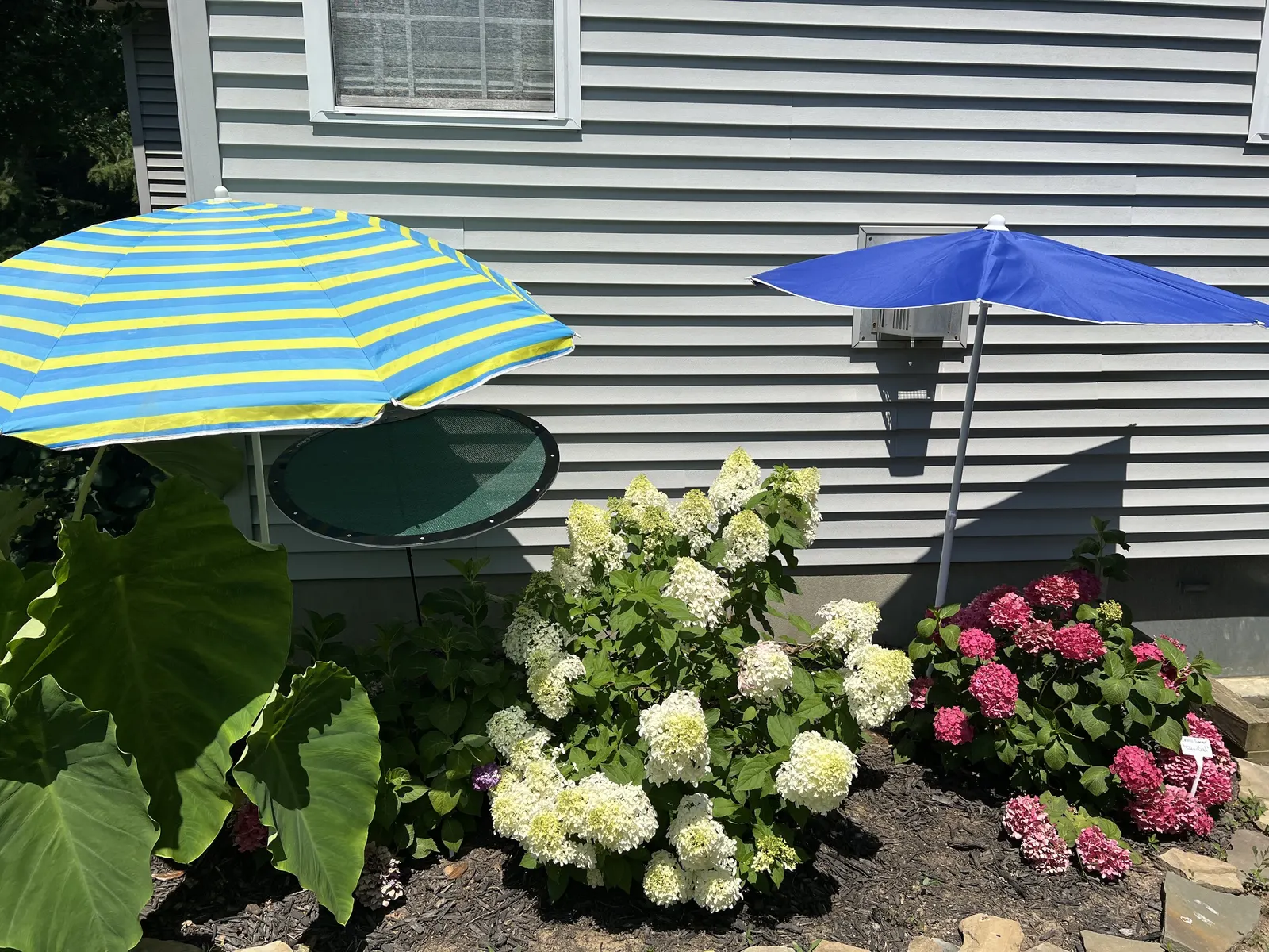 Bigleaf Hydrangea (Hydrangea Macrophylla) — while alkaline conditions produce pink blooms; ideal for partial shade, this deciduous shrub reaches, image 106
