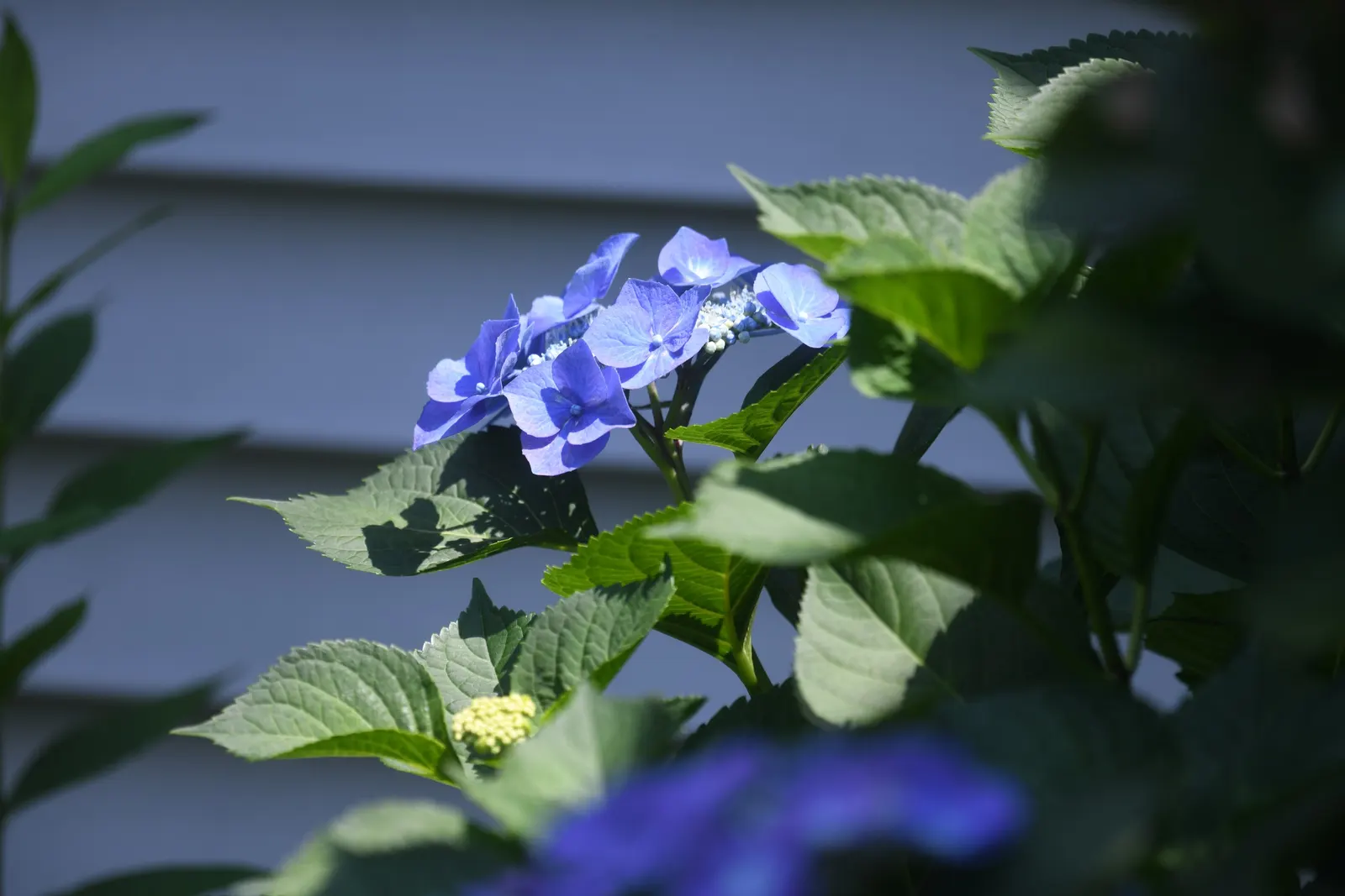 Bigleaf Hydrangea (Hydrangea Macrophylla) — broad leaves that can reach up to 6 inches in length; shrub for half or shade, image 145