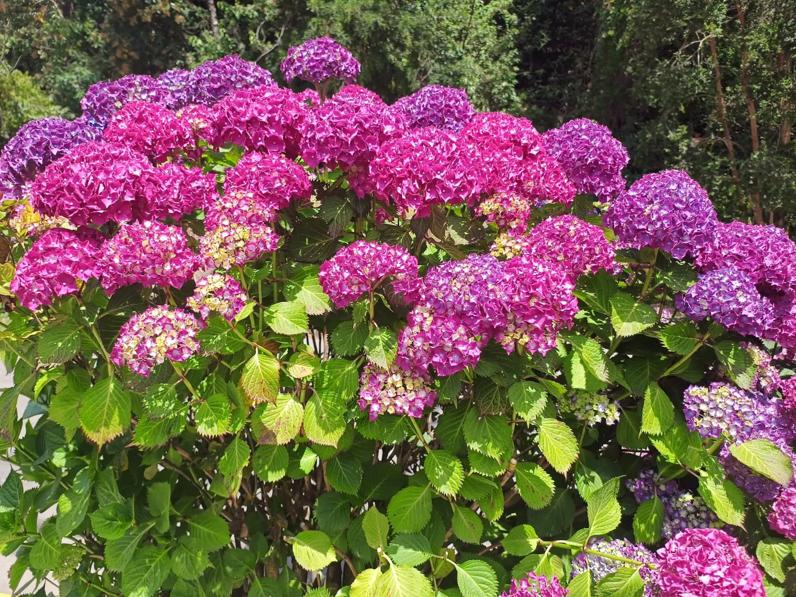 Bigleaf Hydrangea (Hydrangea Macrophylla) — native to Japan and China; although they can tolerate full sun in cooler climates if they receive, image 144
