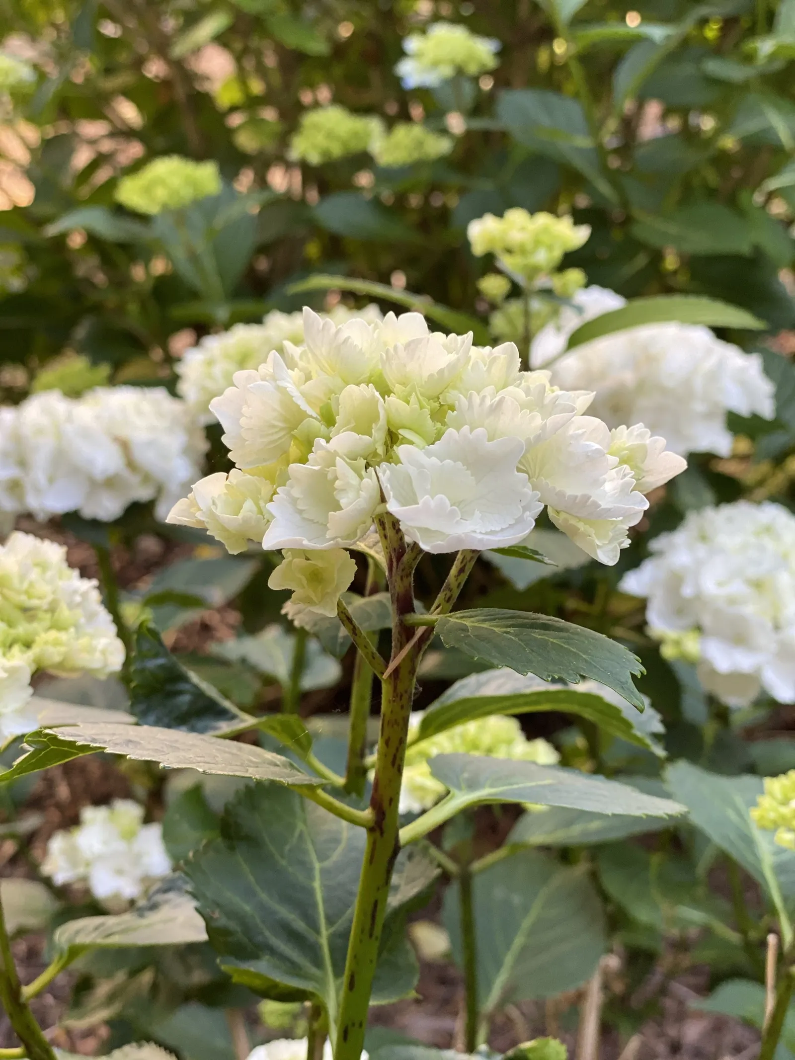 Bigleaf Hydrangea (Hydrangea Macrophylla) — Ideal for partial shade, this deciduous shrub reaches 3-6 feet in height and width; the plant's, image 118
