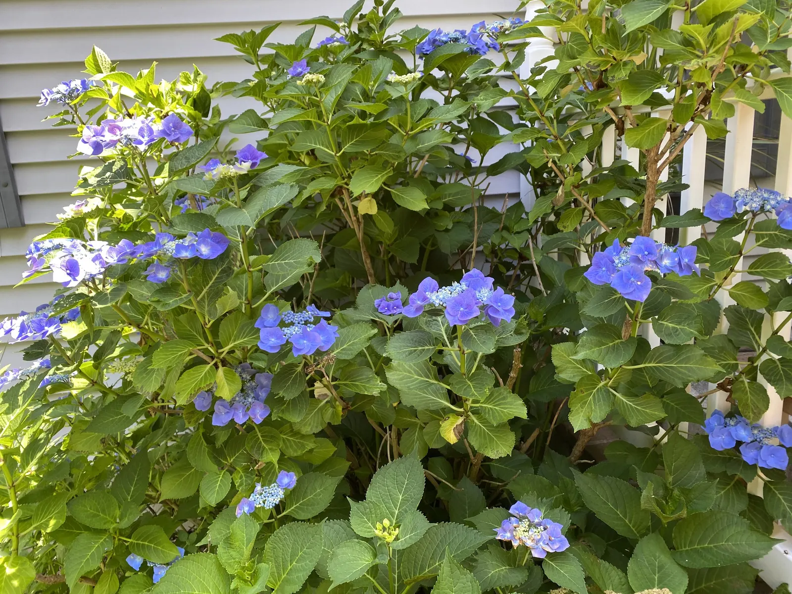 Bigleaf Hydrangea (Hydrangea Macrophylla) — with colors ranging from pink to blue depending on soil pH; these blooms appear from early summer to fall