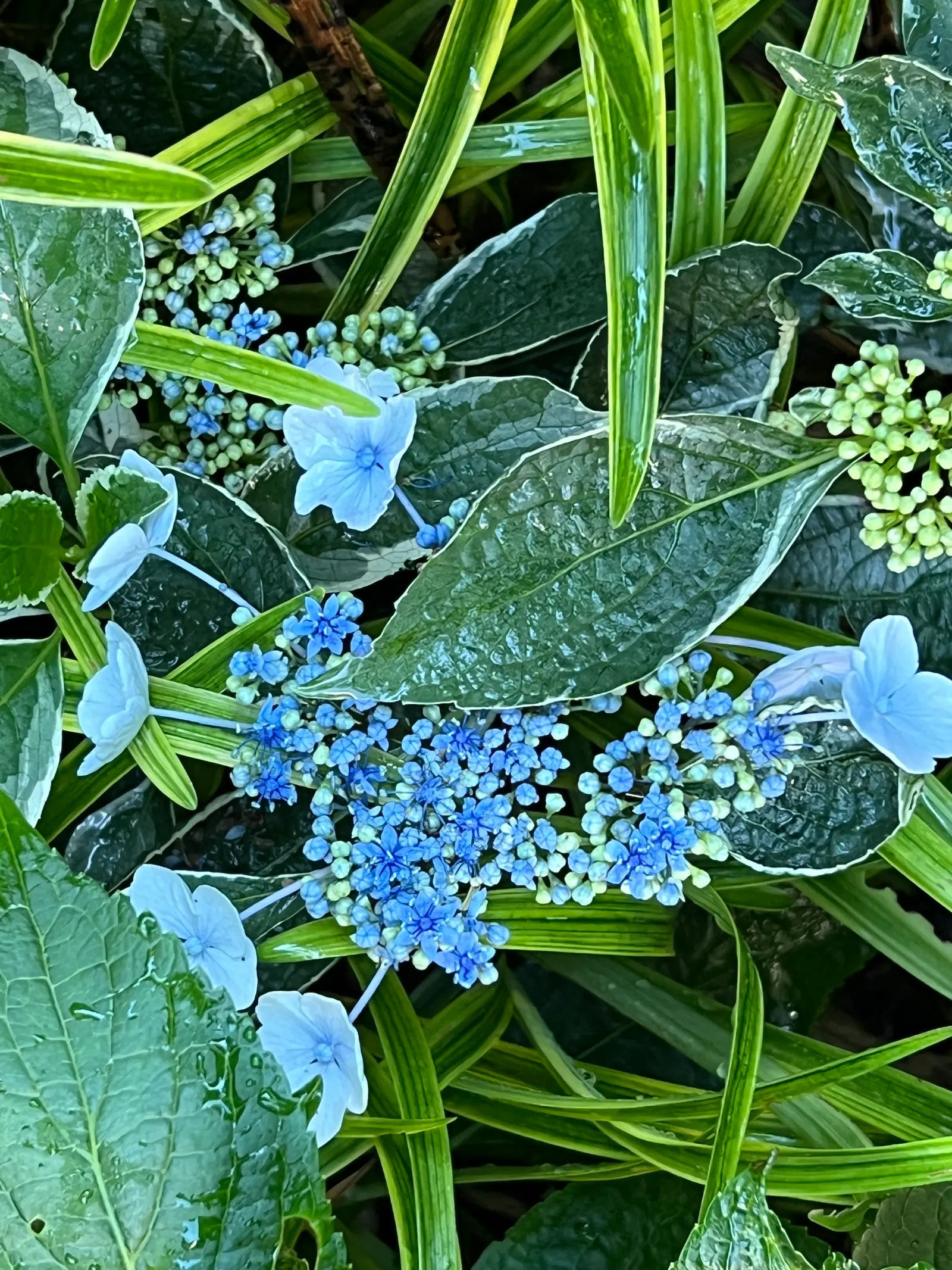 Bigleaf Hydrangea (Hydrangea Macrophylla) — with colors ranging from pink to blue depending on soil pH; these blooms appear from early summer to, image 140