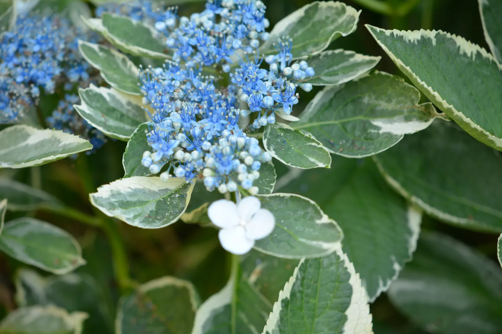 Bigleaf Hydrangea (Hydrangea Macrophylla) — The plant's hardiness zones range from 6 to 9; lush presence in garden spaces