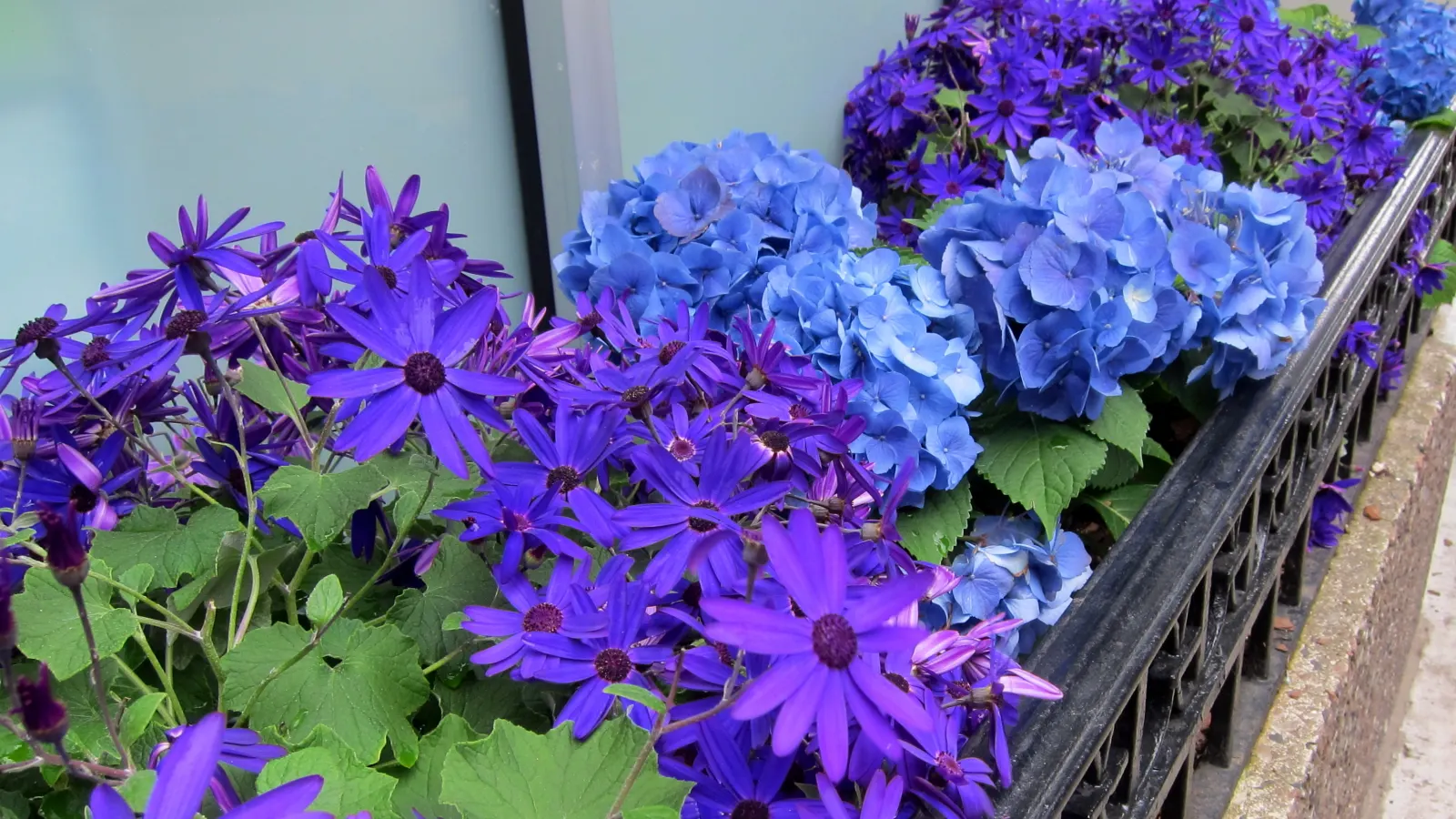 Bigleaf Hydrangea (Hydrangea Macrophylla) — which can span 4 to 12 inches across; blue and pink flowers in the garden