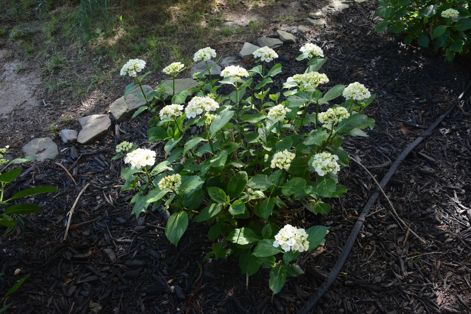 Bigleaf Hydrangea (Hydrangea Macrophylla) — broad leaves that can reach up to 6 inches in length; shrub for half or shade, image 122