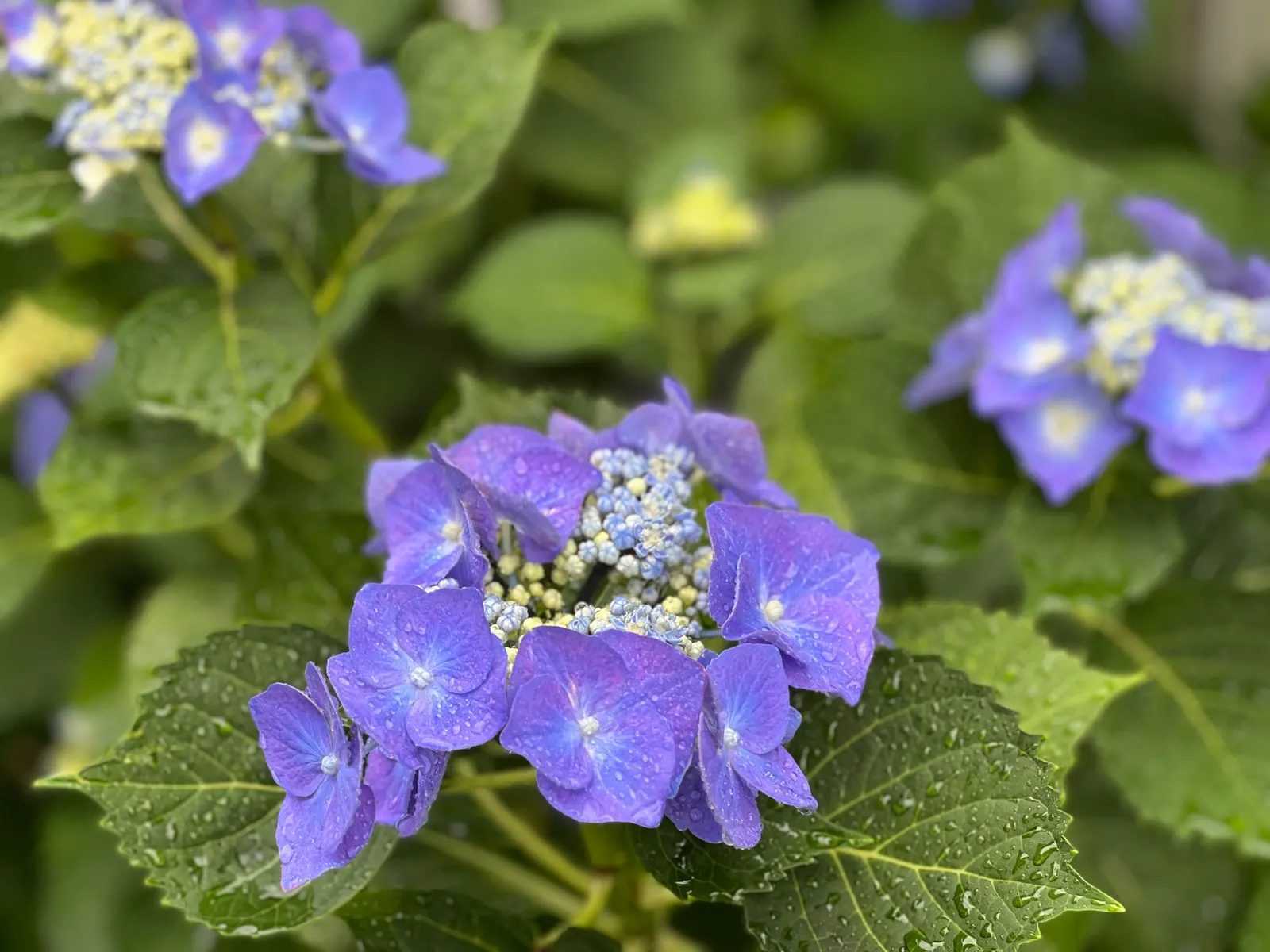 Bigleaf Hydrangea (Hydrangea Macrophylla) — These blooms appear from early summer to fall; is an enchanting flowering shrub that stands out as a, image 57