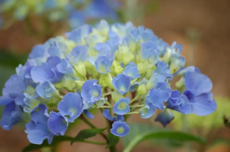 Bigleaf Hydrangea (Hydrangea Macrophylla) — These blooms appear from early summer to fall; is an enchanting flowering shrub that stands out as a, image 80