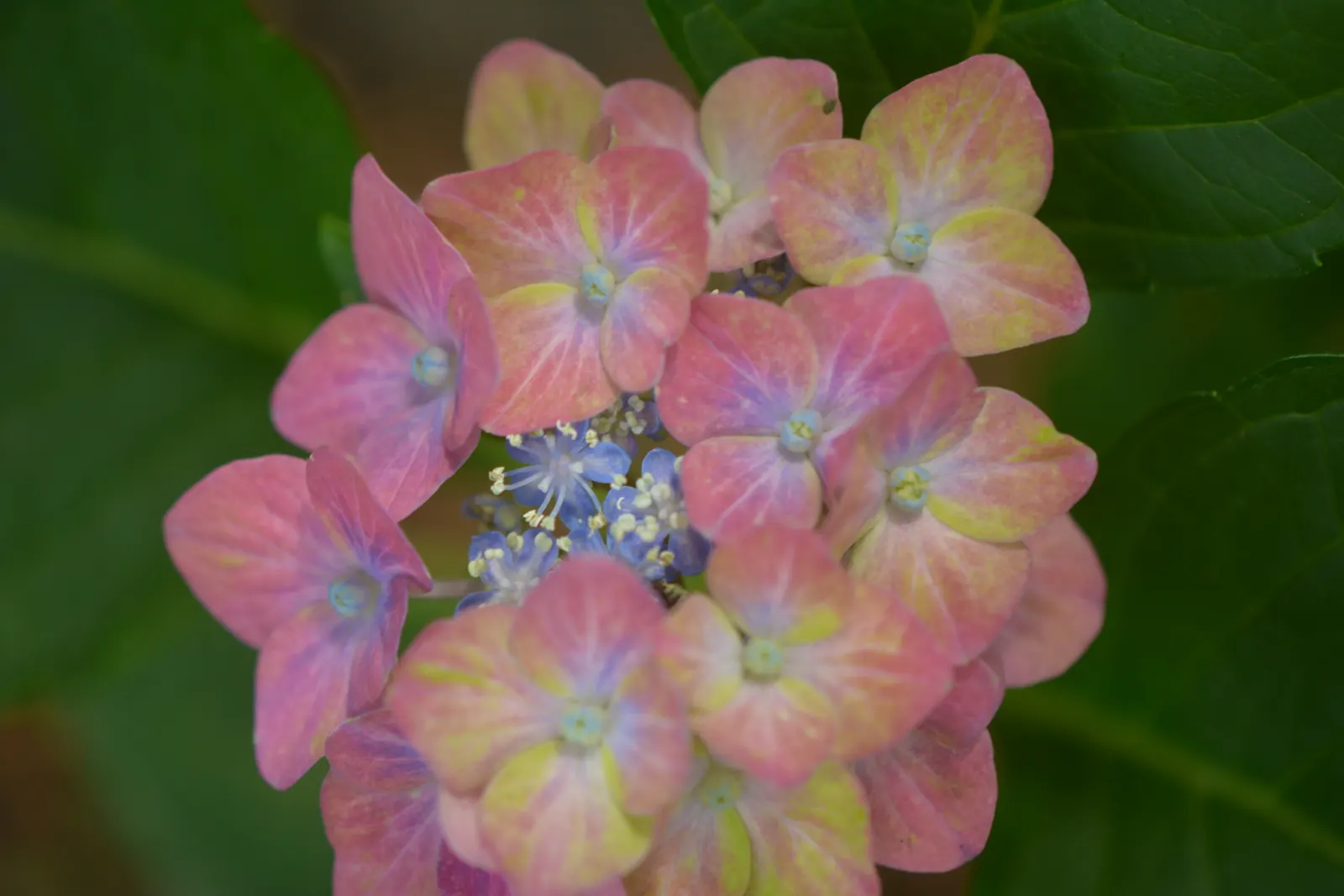 Bigleaf Hydrangea (Hydrangea Macrophylla) — depending on the soil's pH level - acidic soils yield blue flowers; and it requires moderate maintenance, image 151
