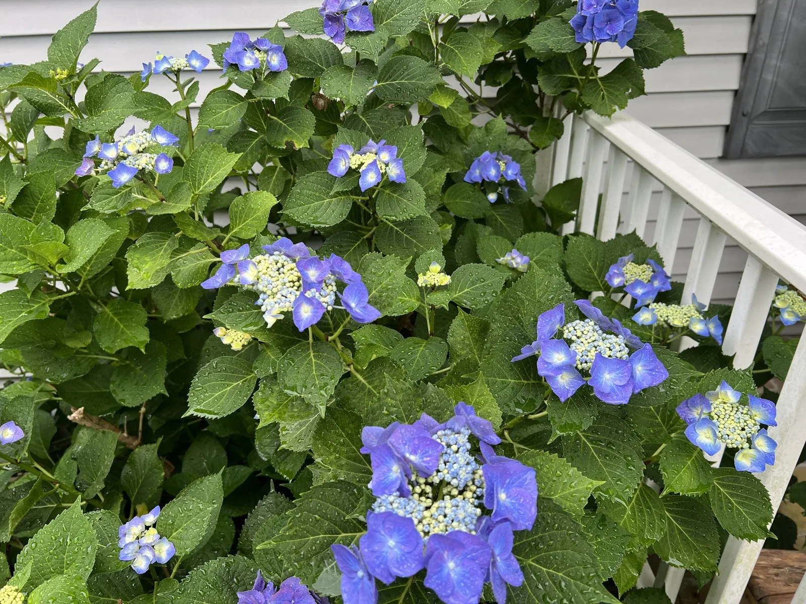 Bigleaf Hydrangea (Hydrangea Macrophylla) — shrub with blue and pink blooms; depending on the soil's pH level - acidic soils yield blue flowers, image 137